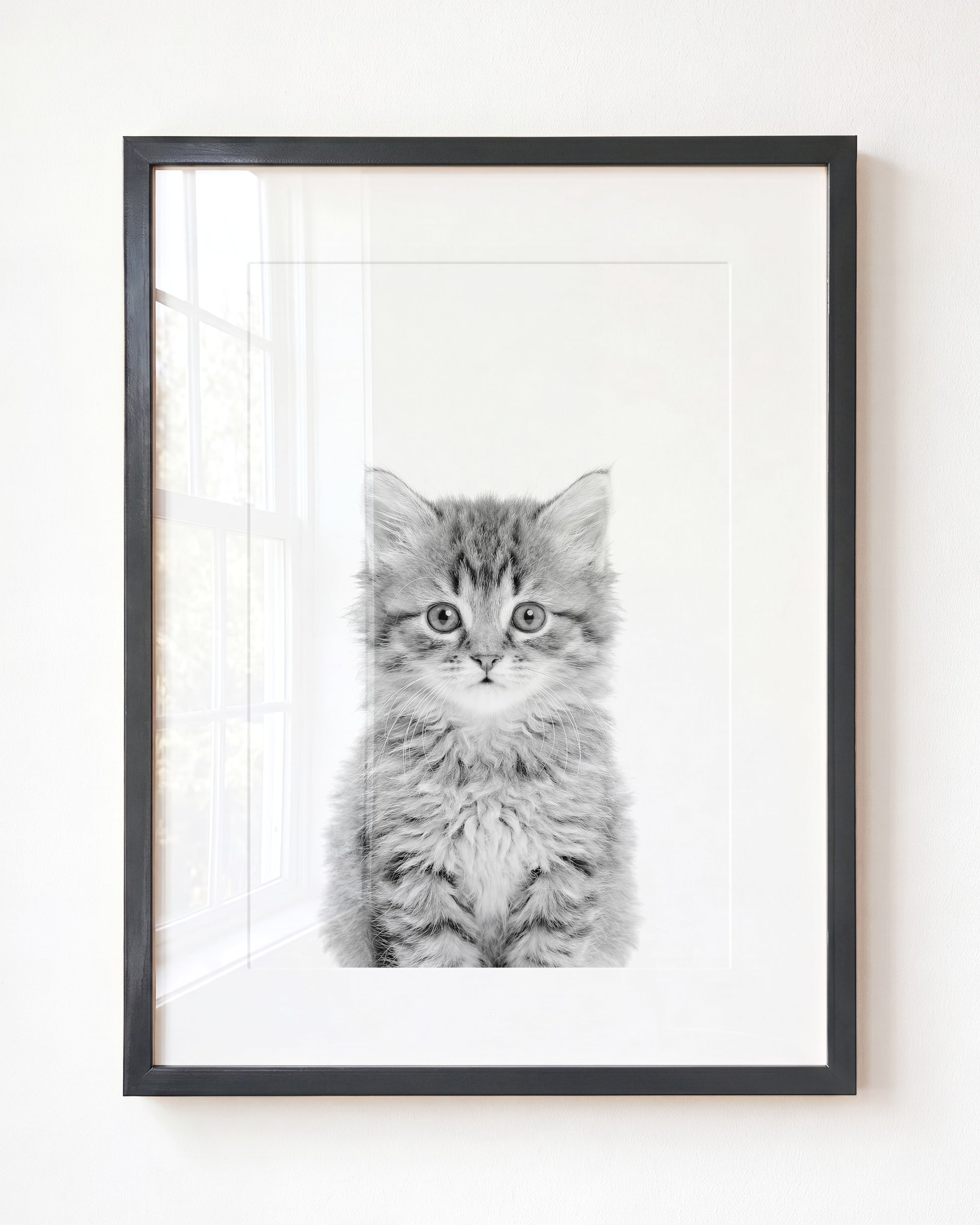 Baby Kitten