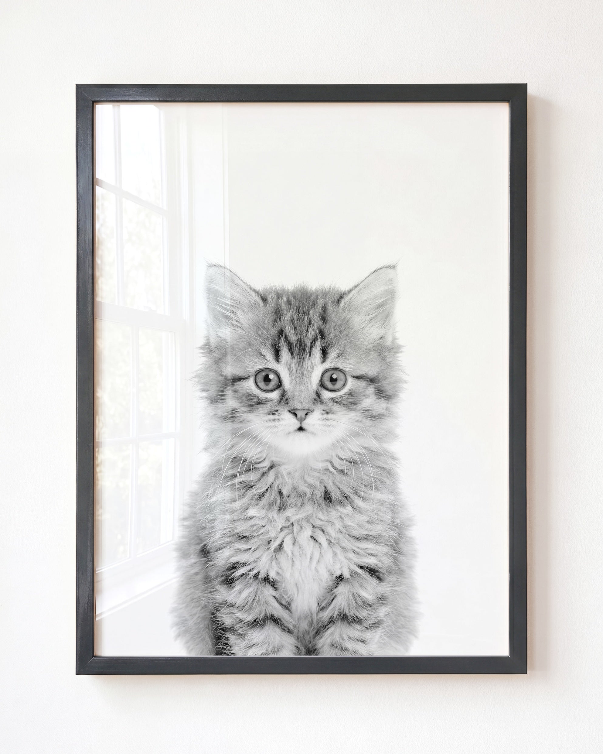Baby Kitten