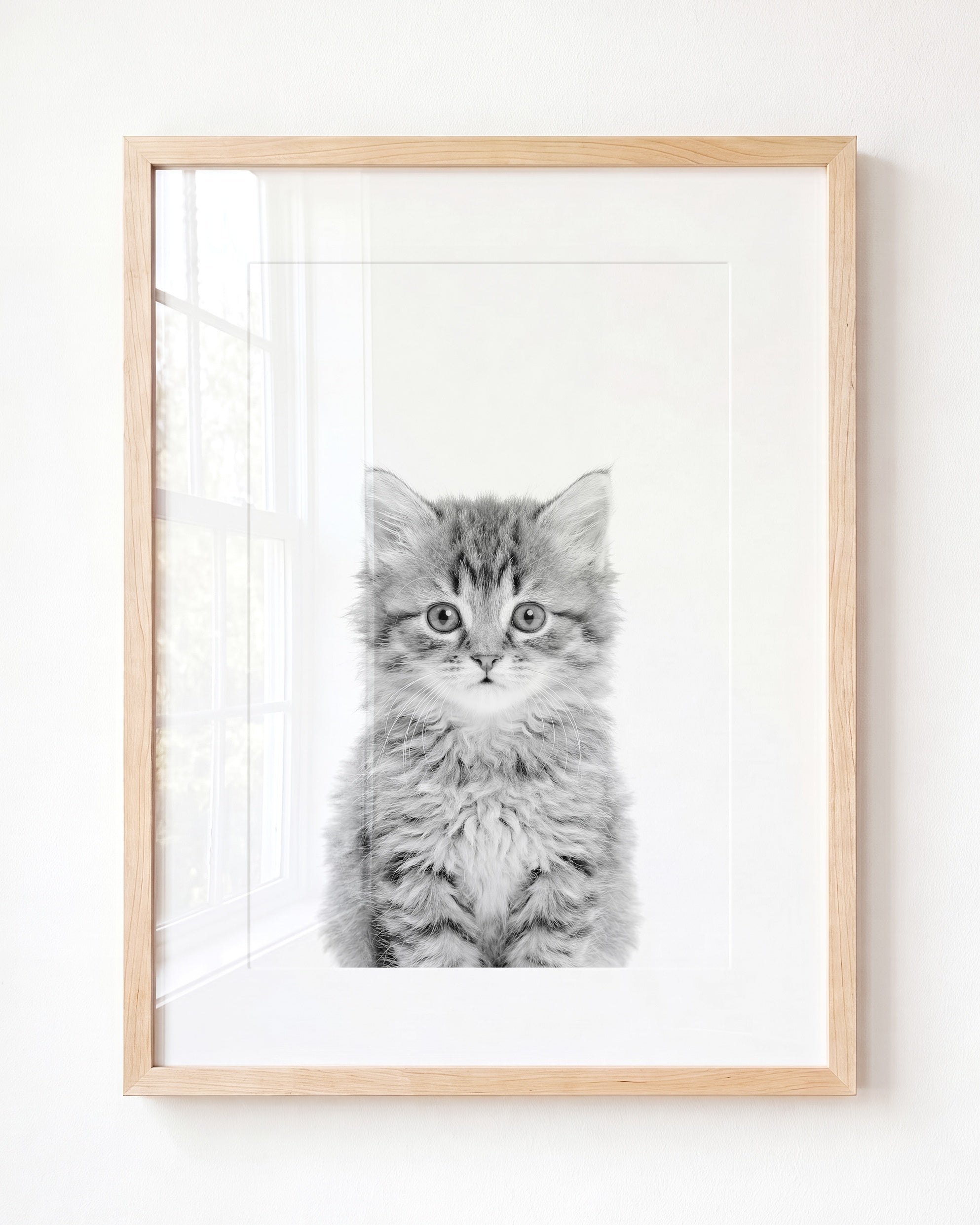 Baby Kitten