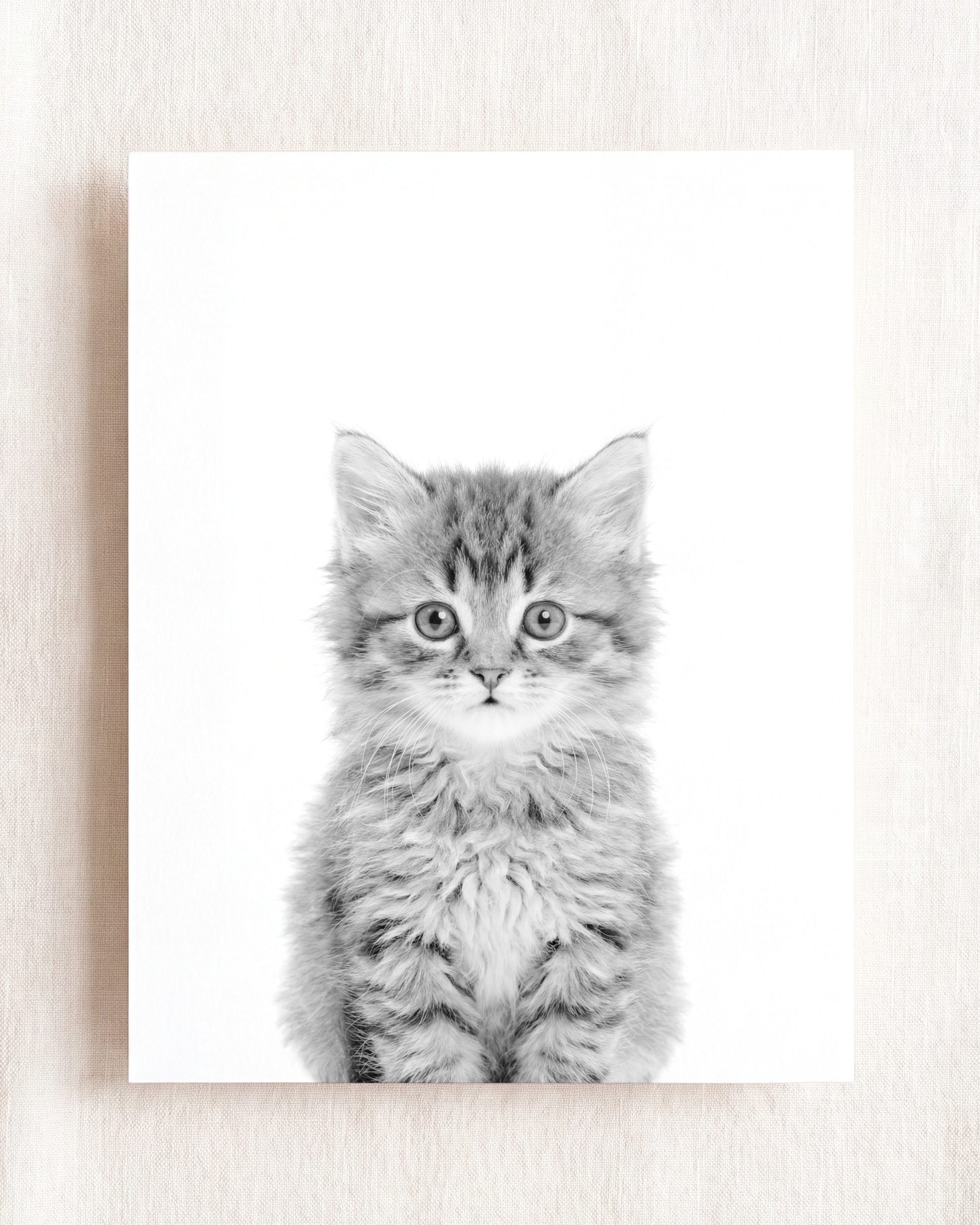 Baby Kitten