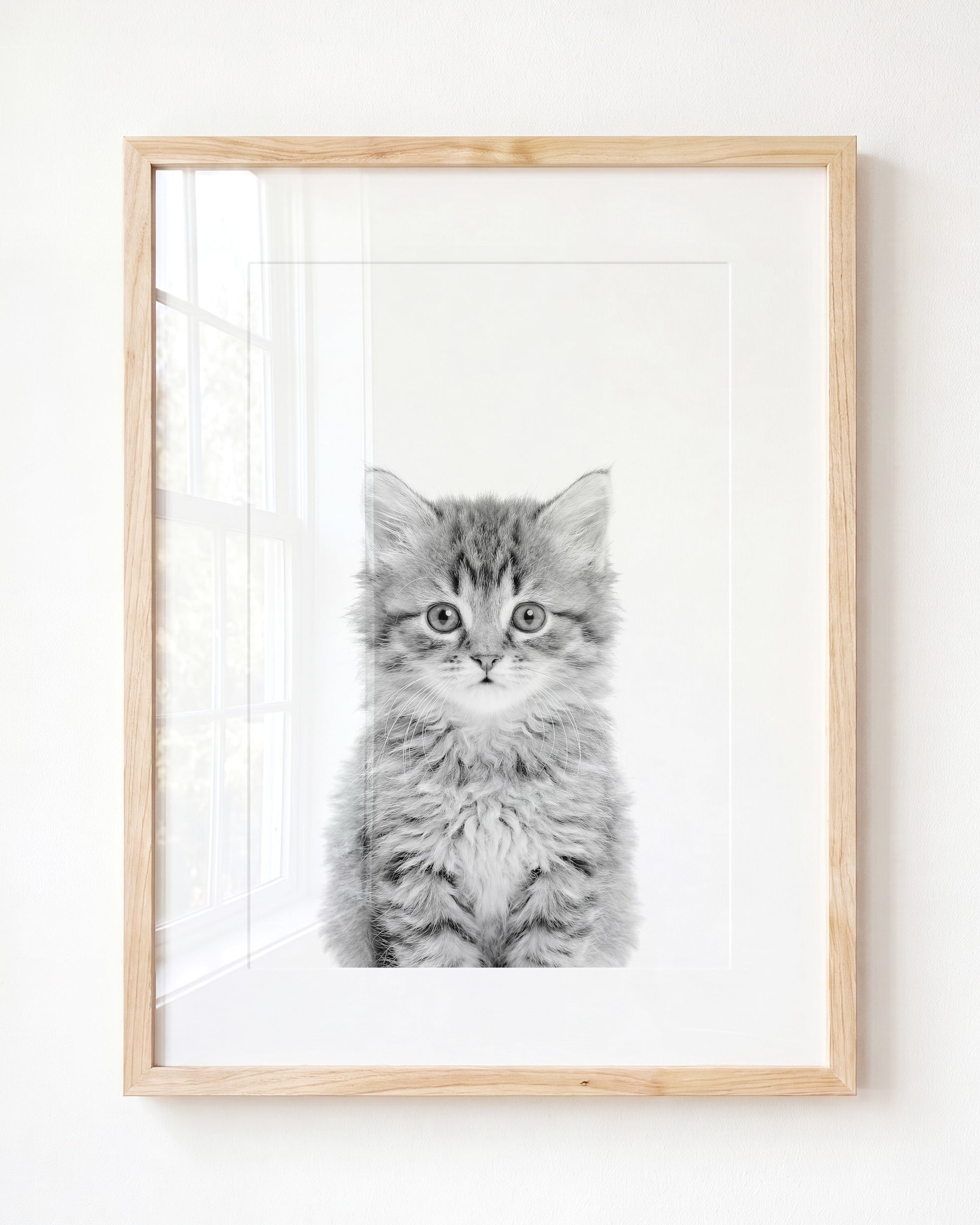 Baby Kitten