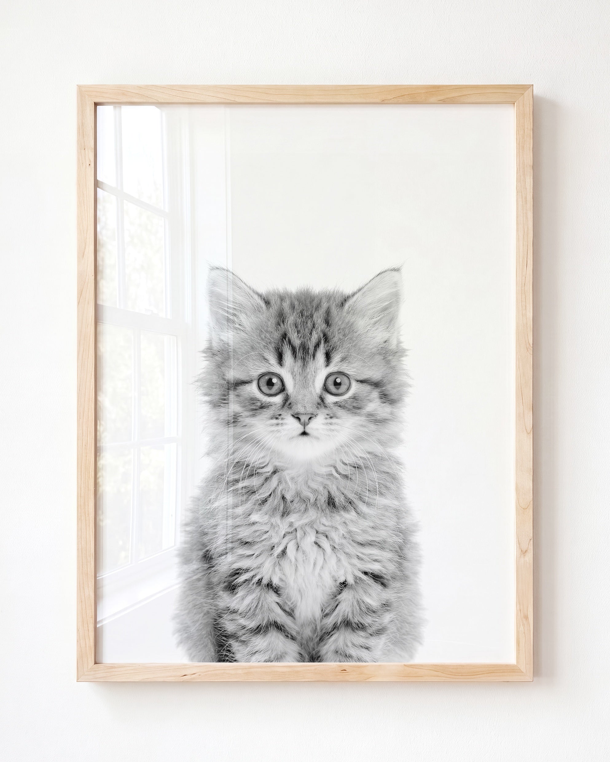 Baby Kitten