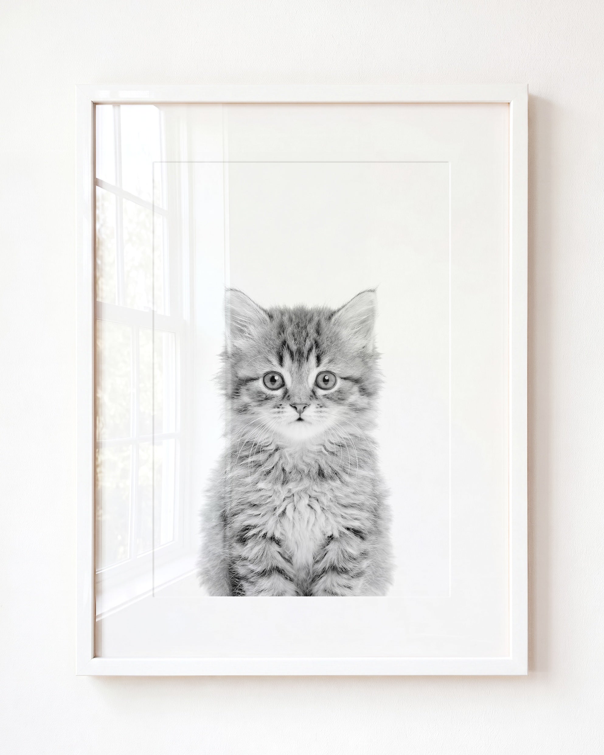 Baby Kitten