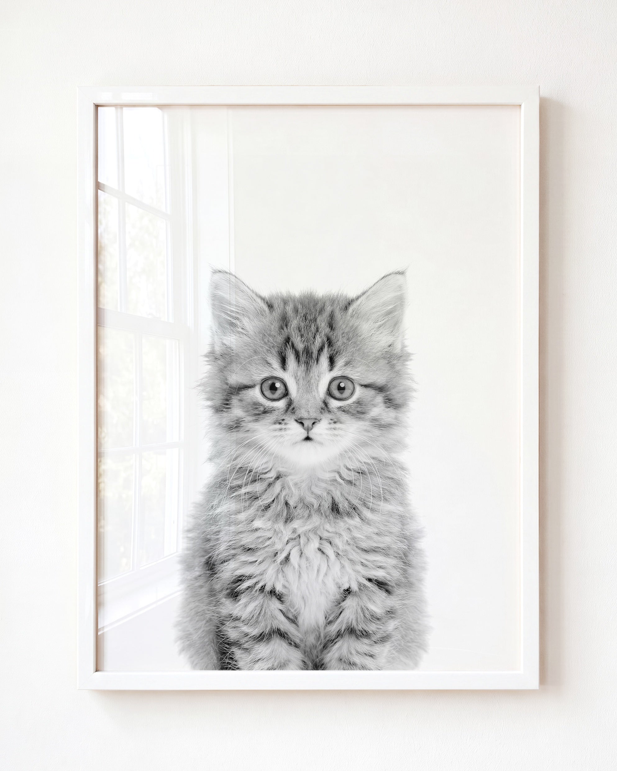 Baby Kitten