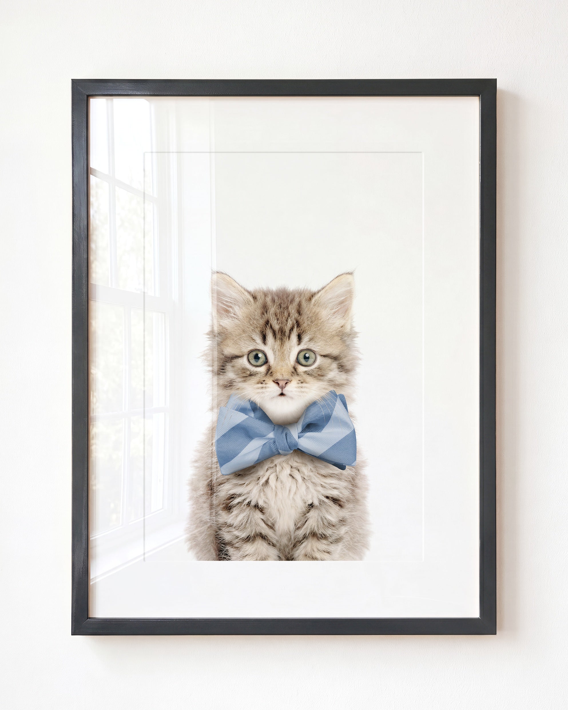 Baby Kitten