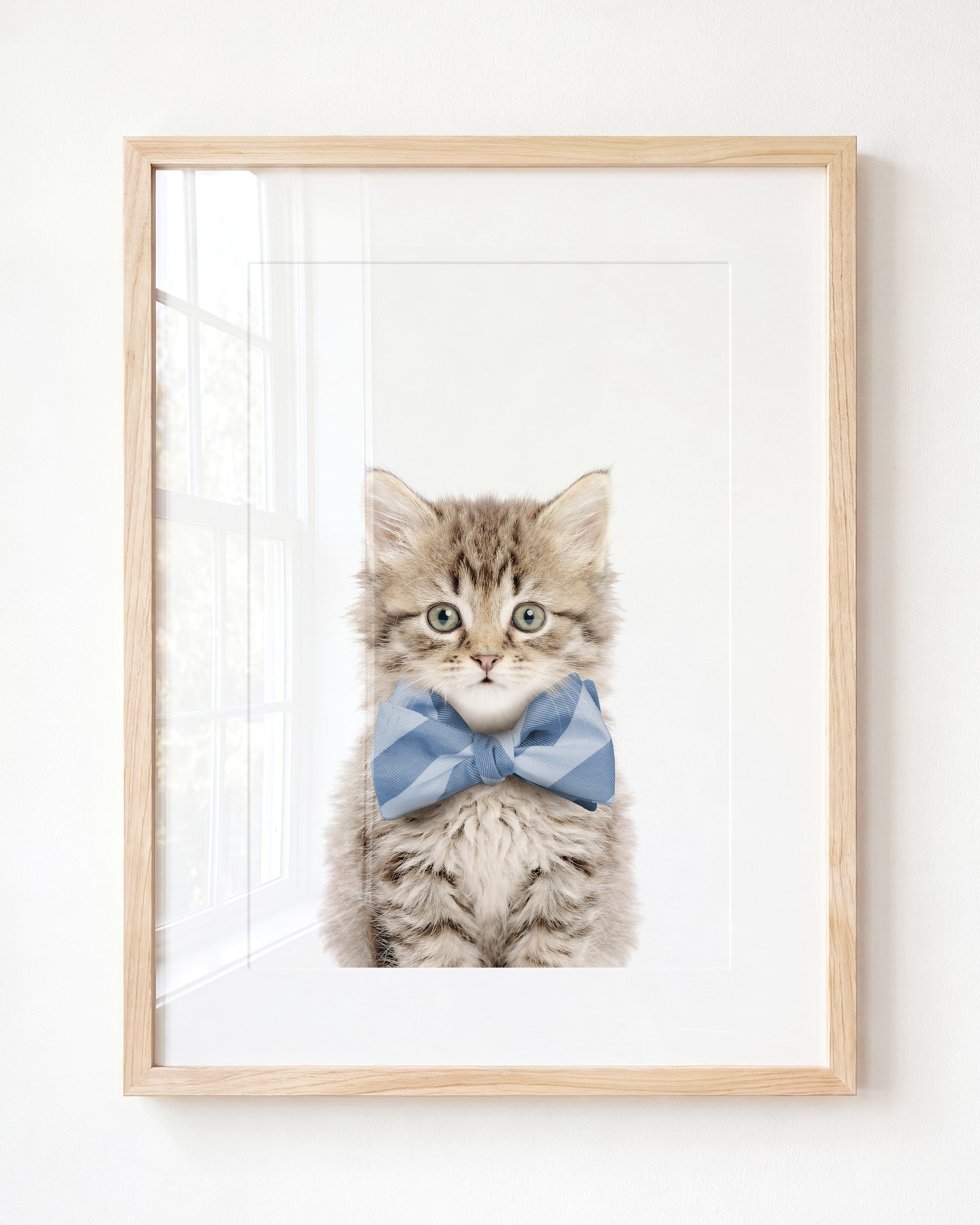 Baby Kitten