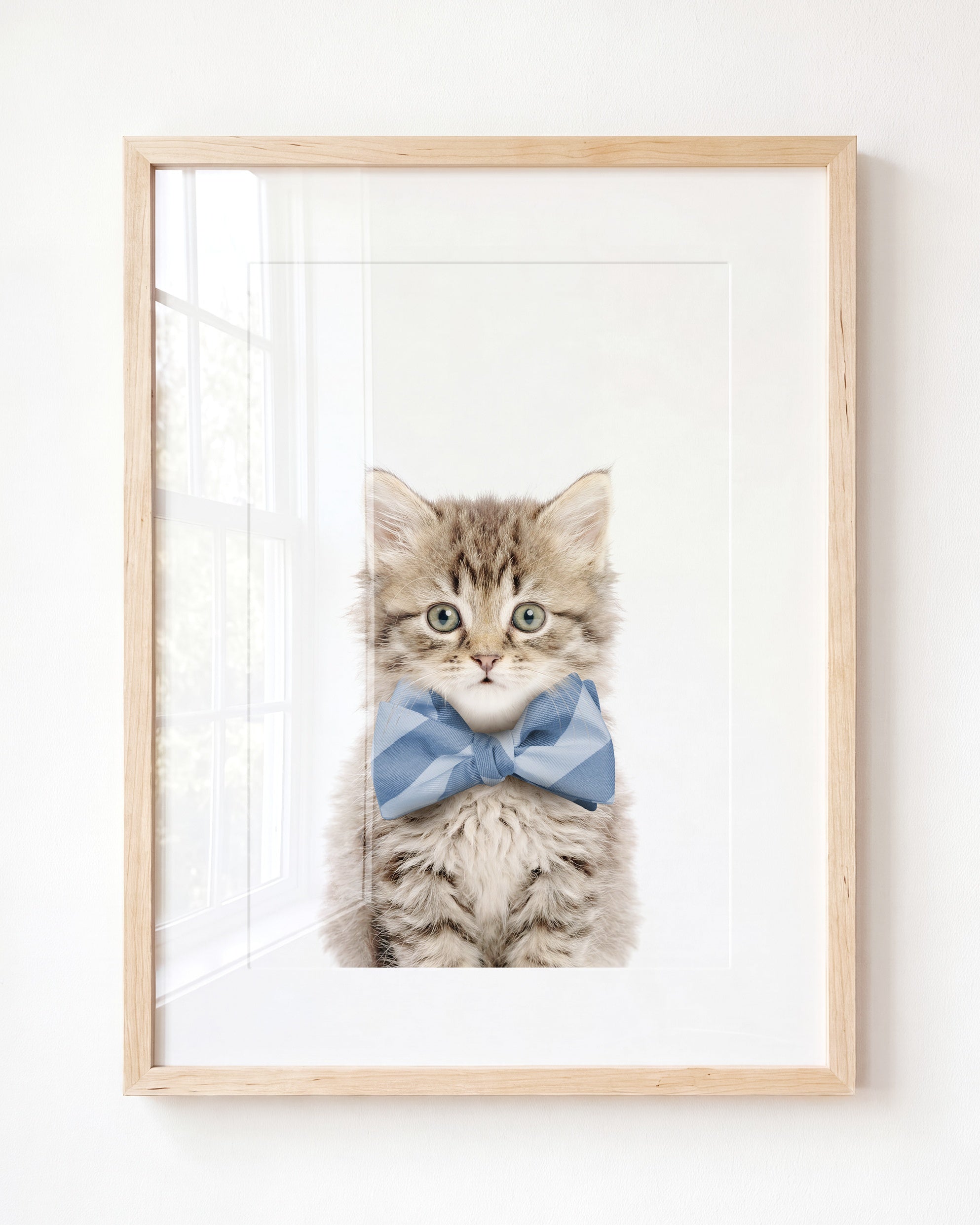 Baby Kitten