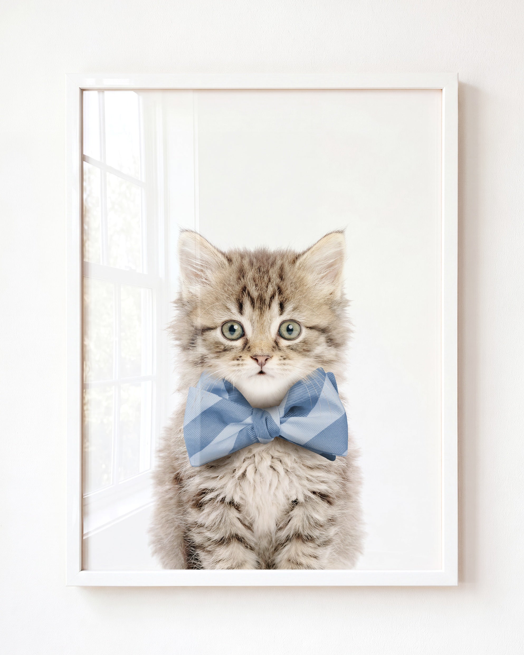 Baby Kitten
