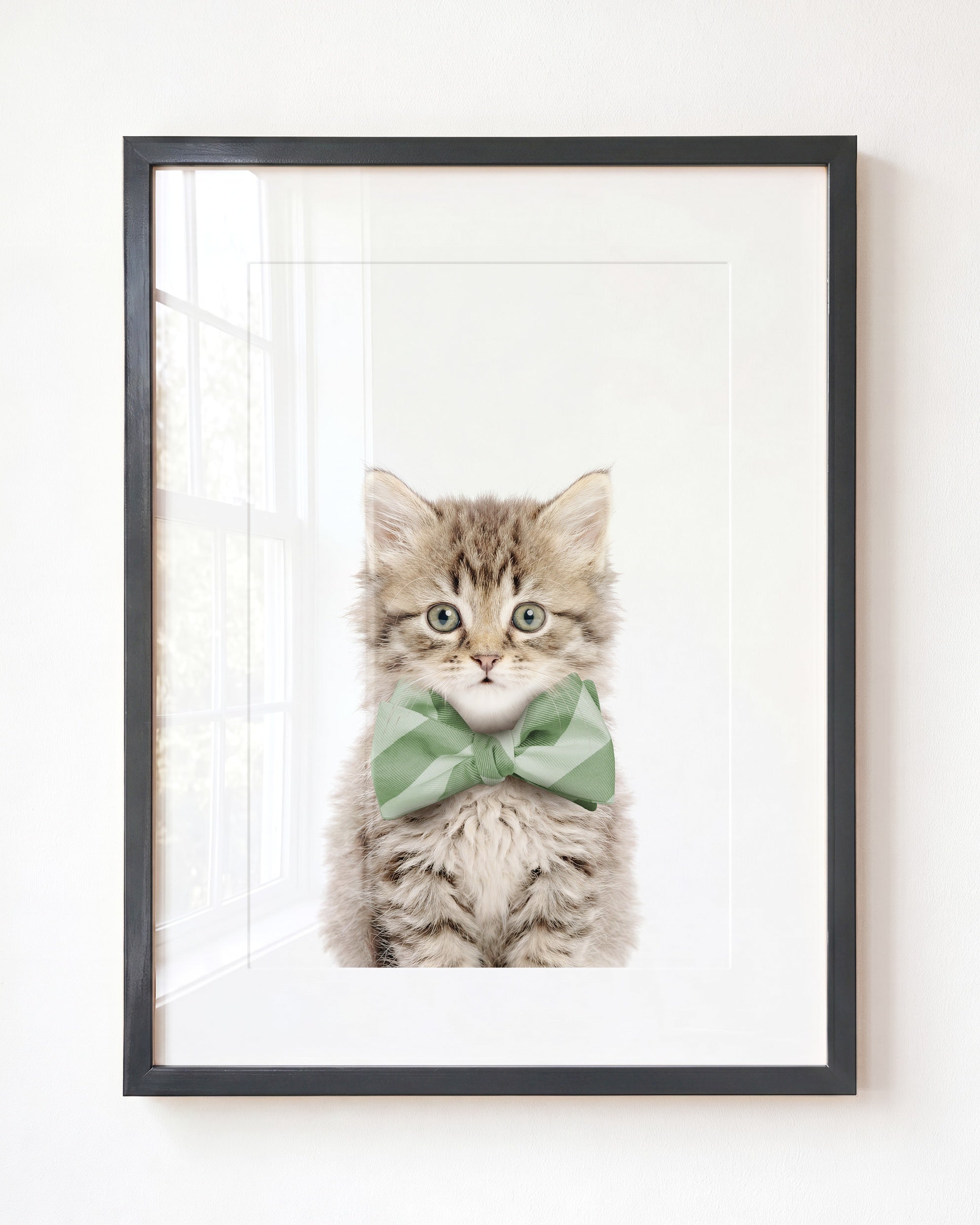Baby Kitten