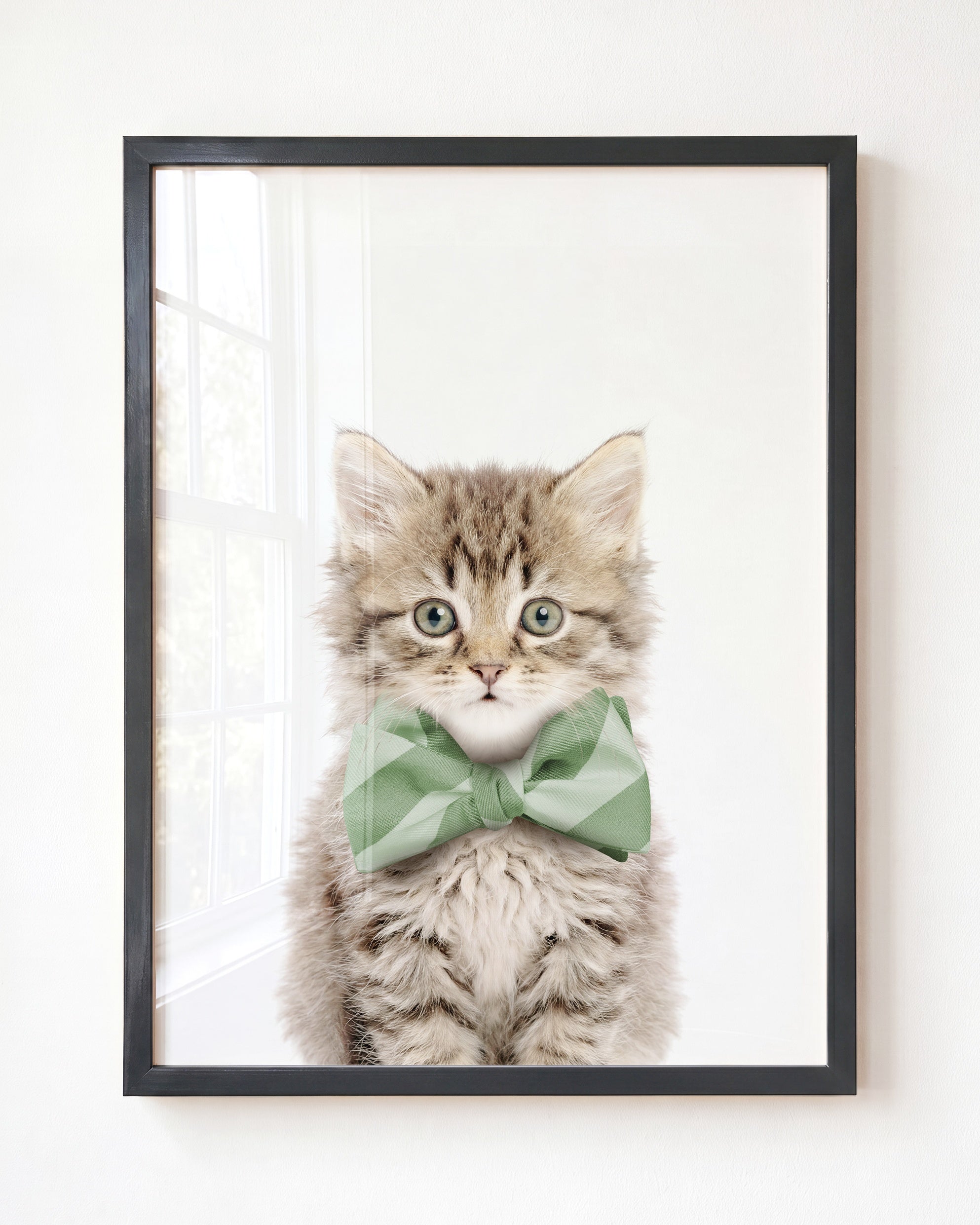 Baby Kitten