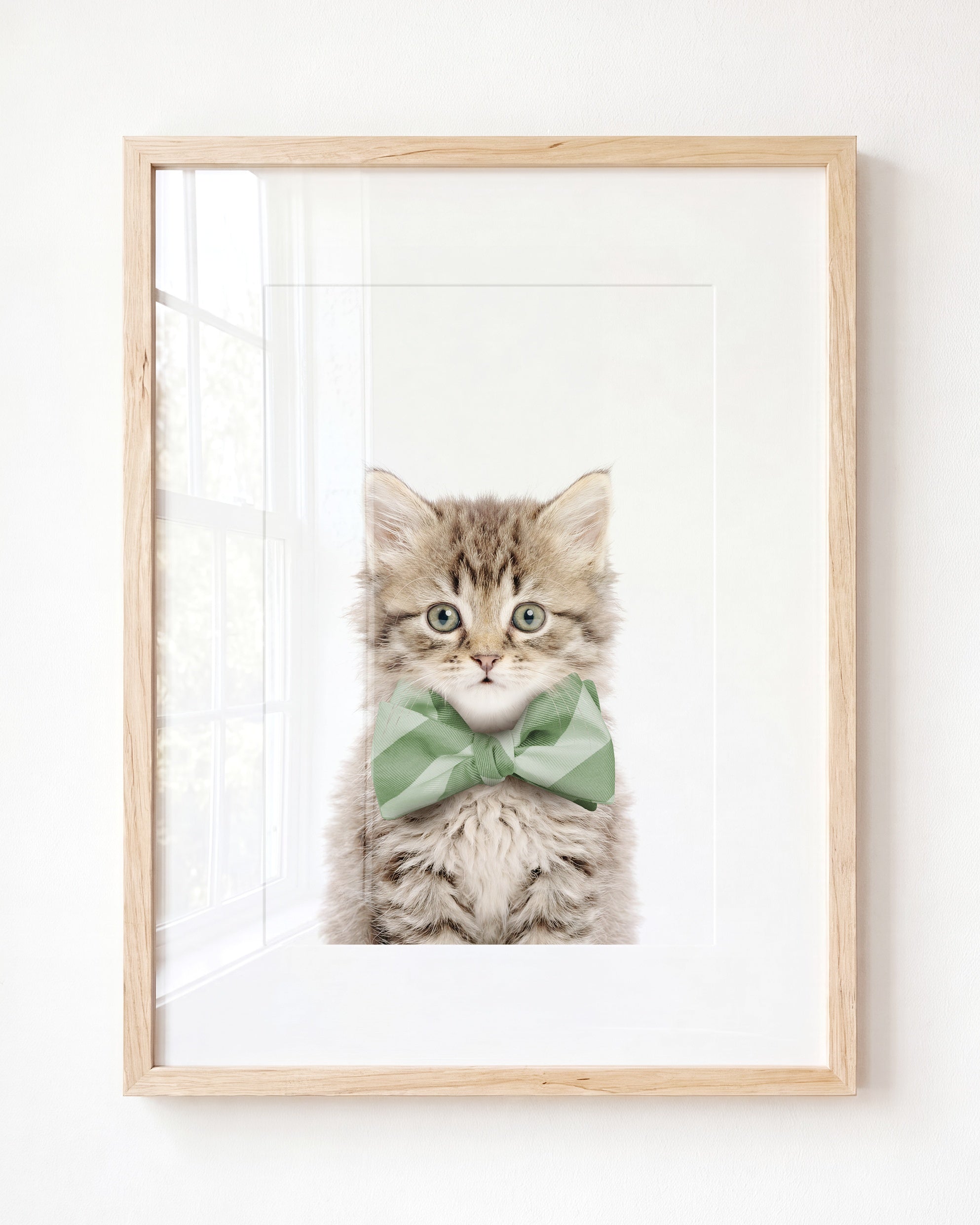 Baby Kitten