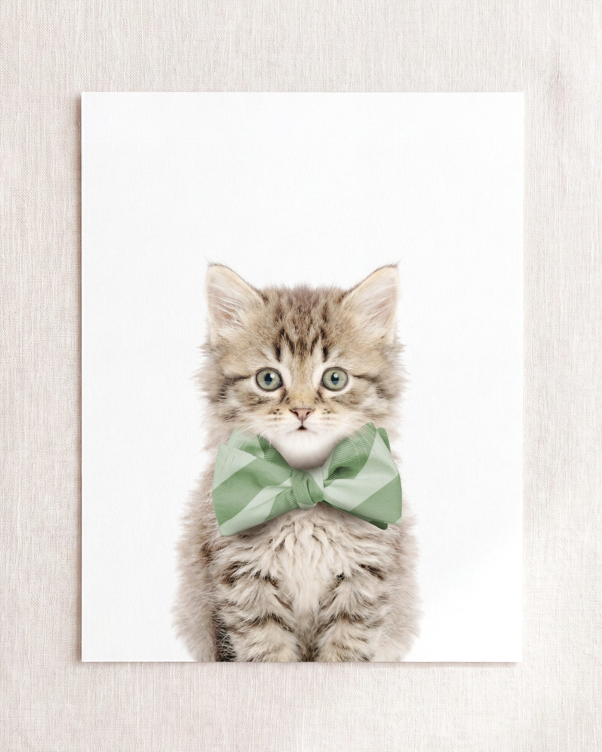 Baby Kitten