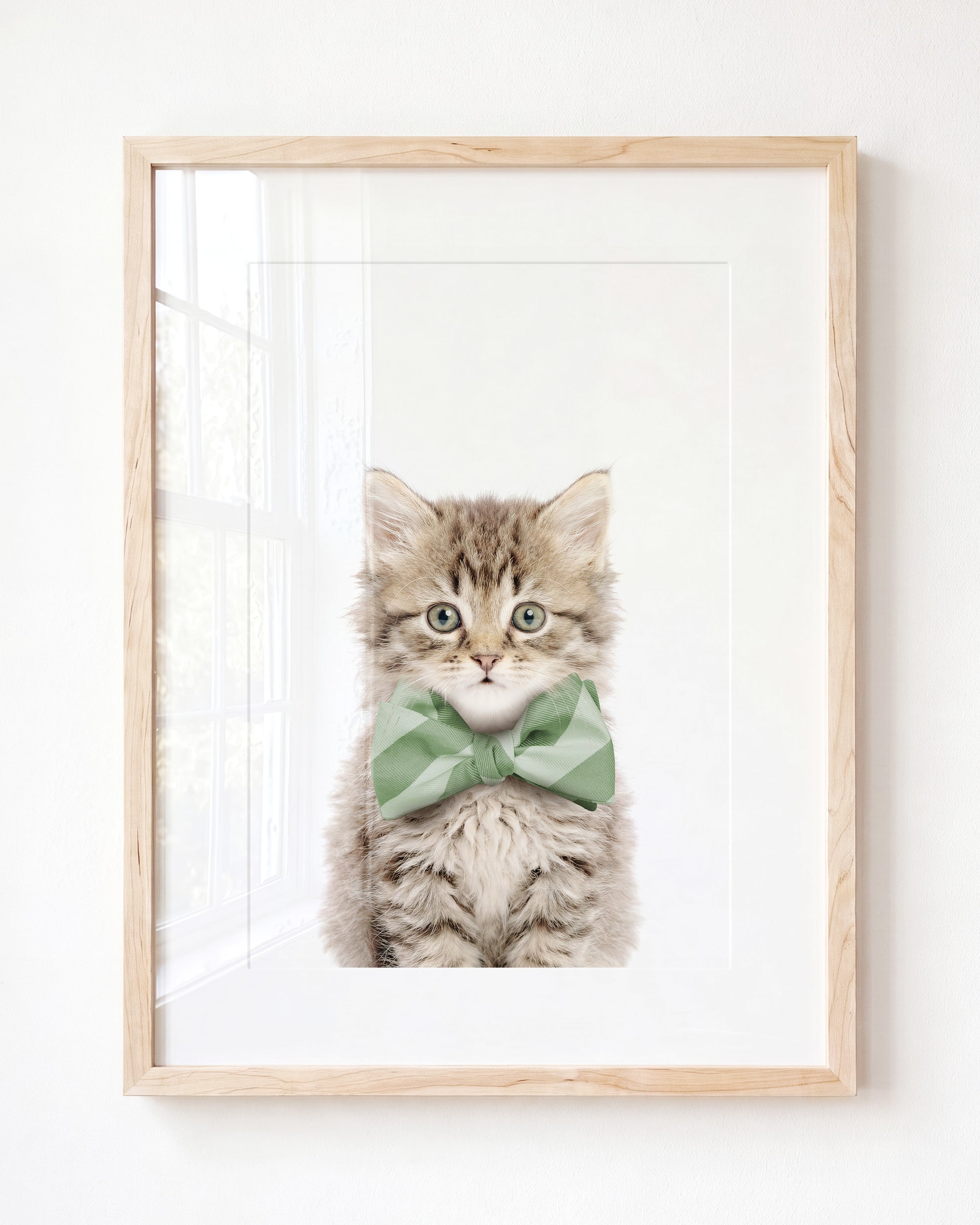 Baby Kitten