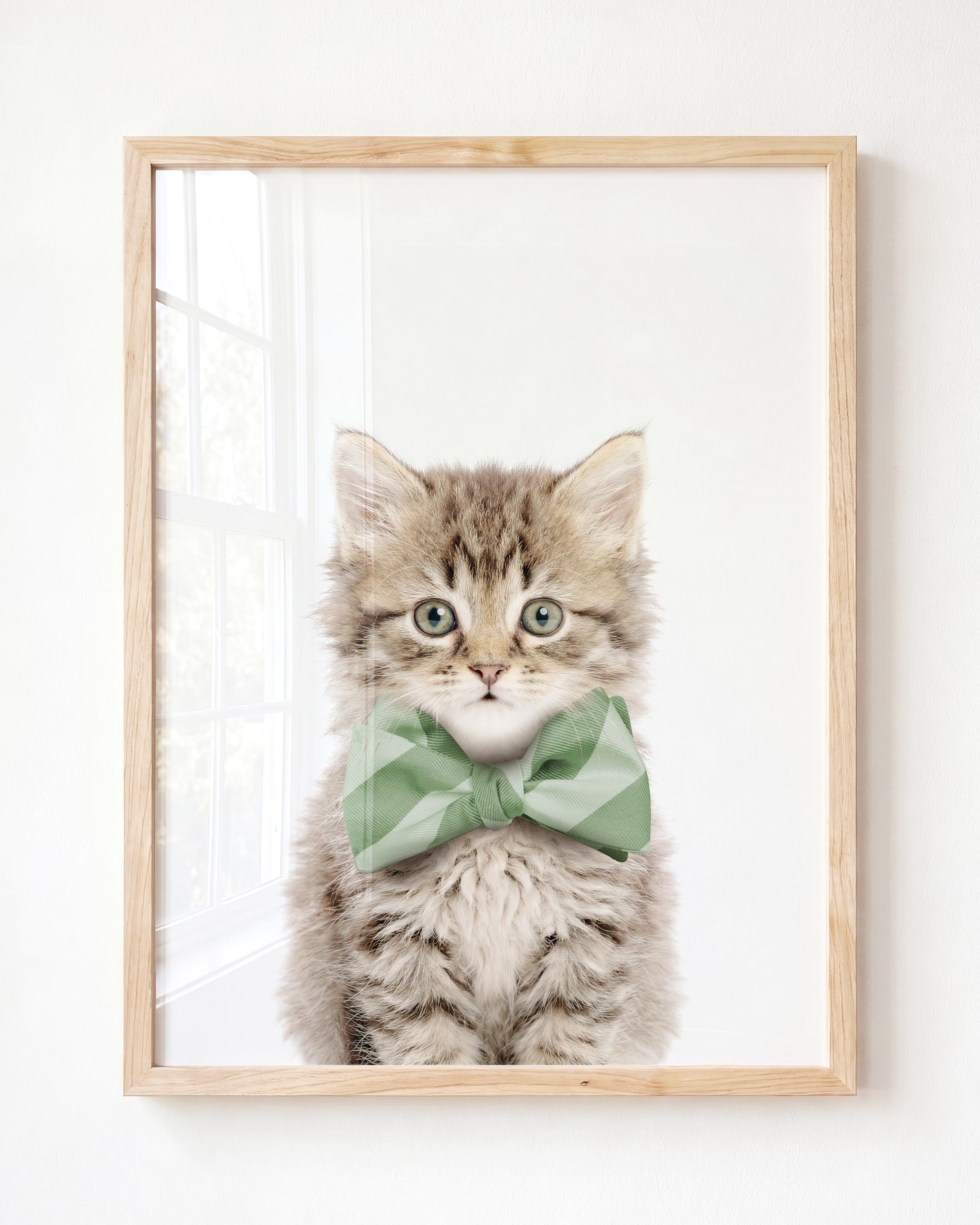 Baby Kitten