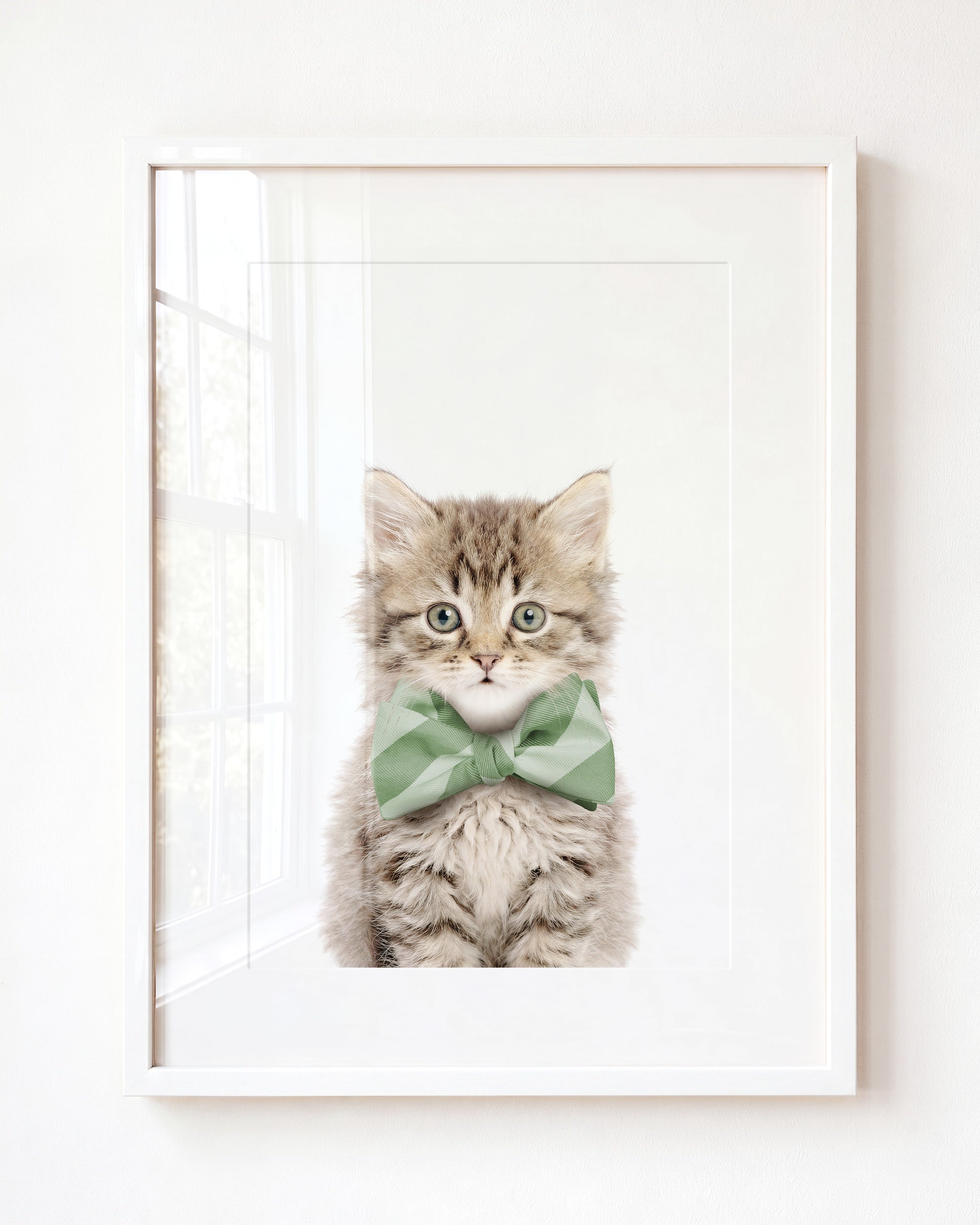Baby Kitten