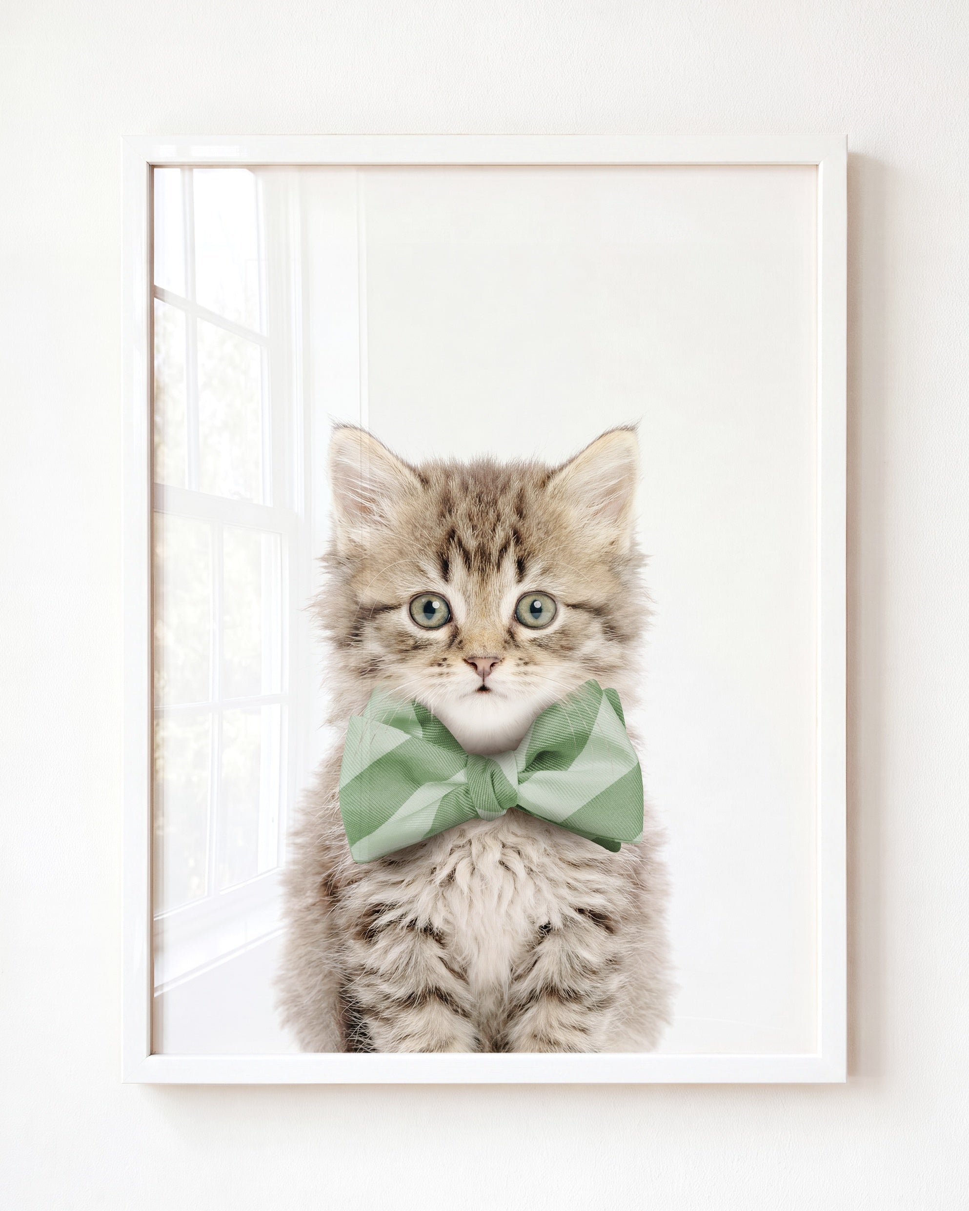 Baby Kitten