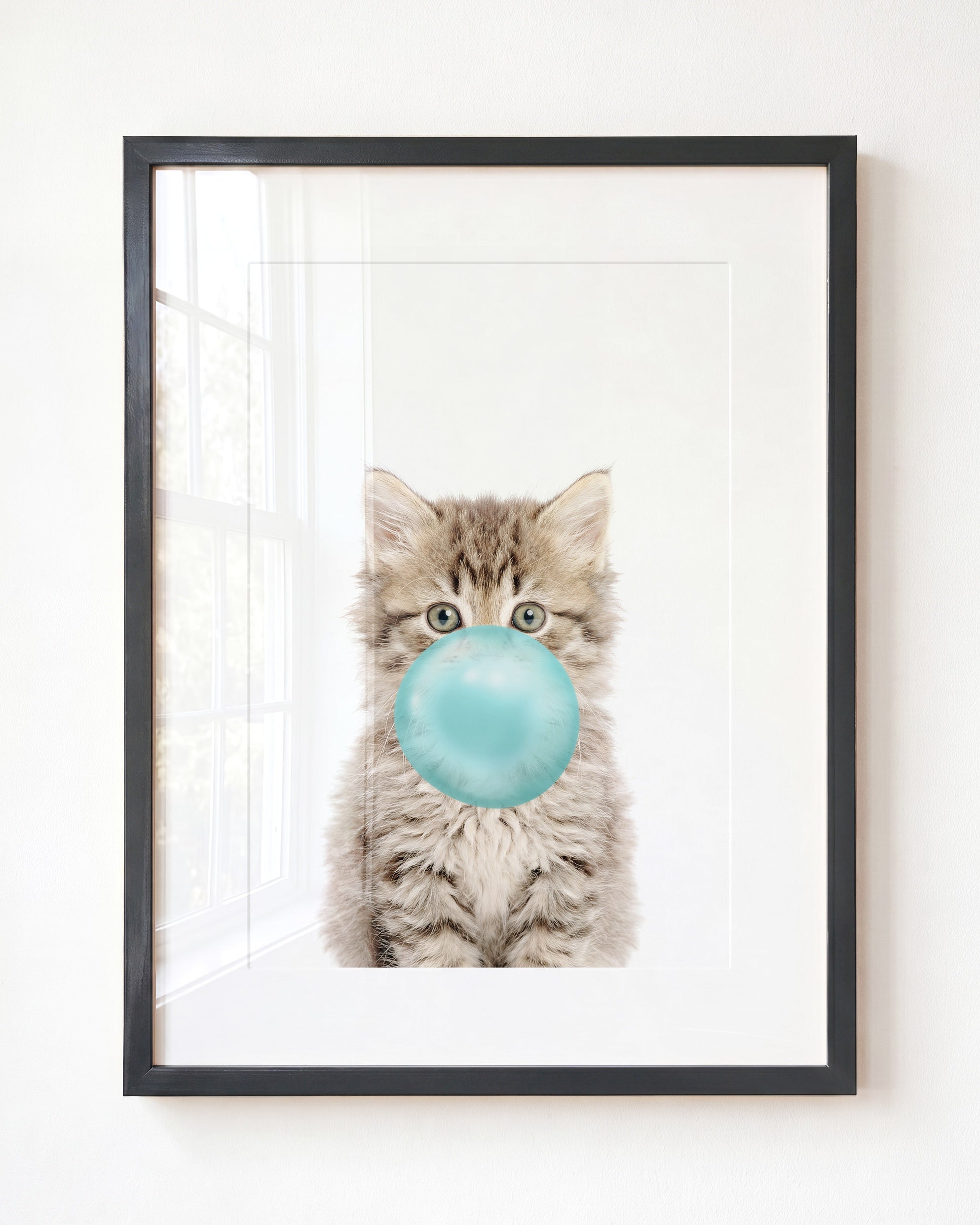 Baby Kitten