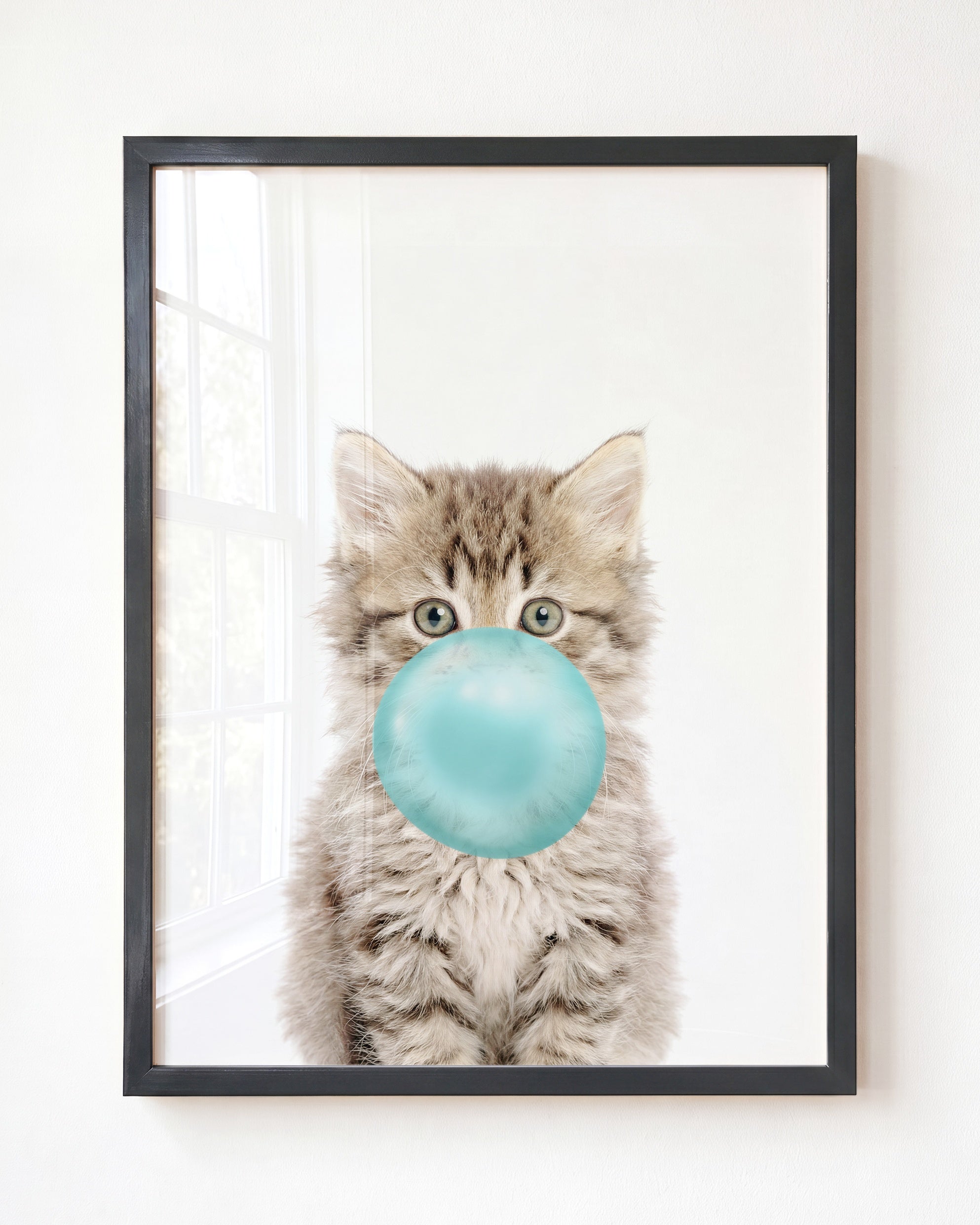 Baby Kitten
