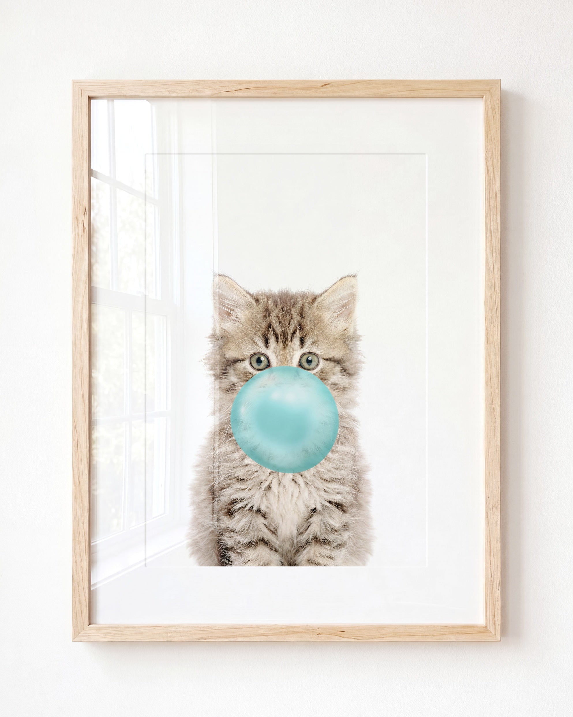 Baby Kitten