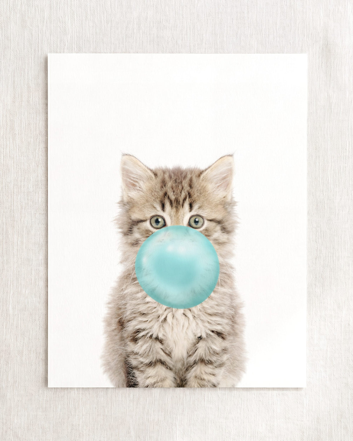 Baby Kitten