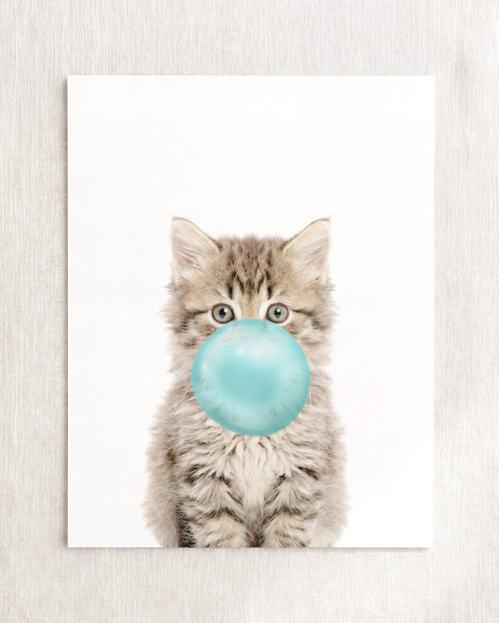 Baby Kitten