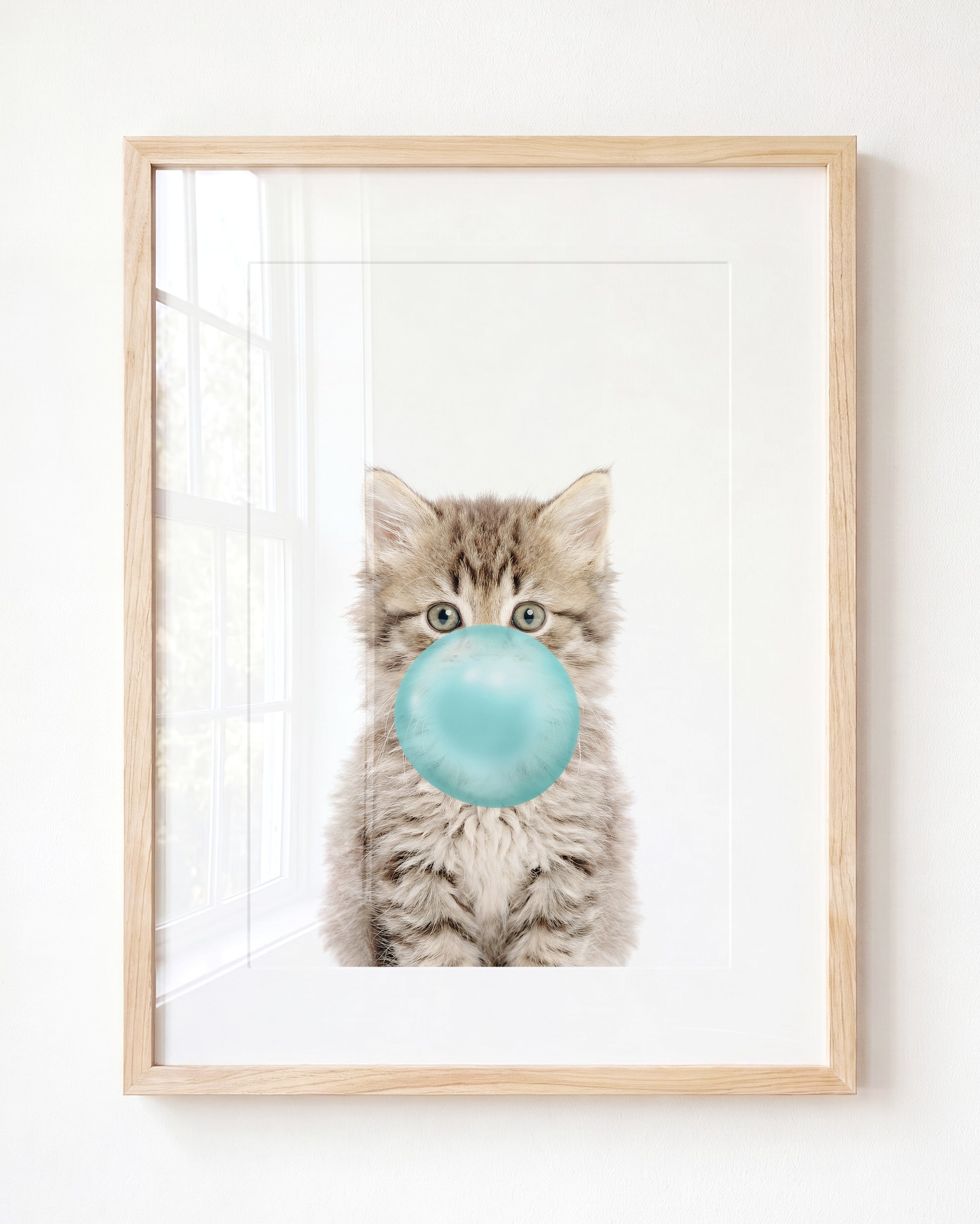 Baby Kitten