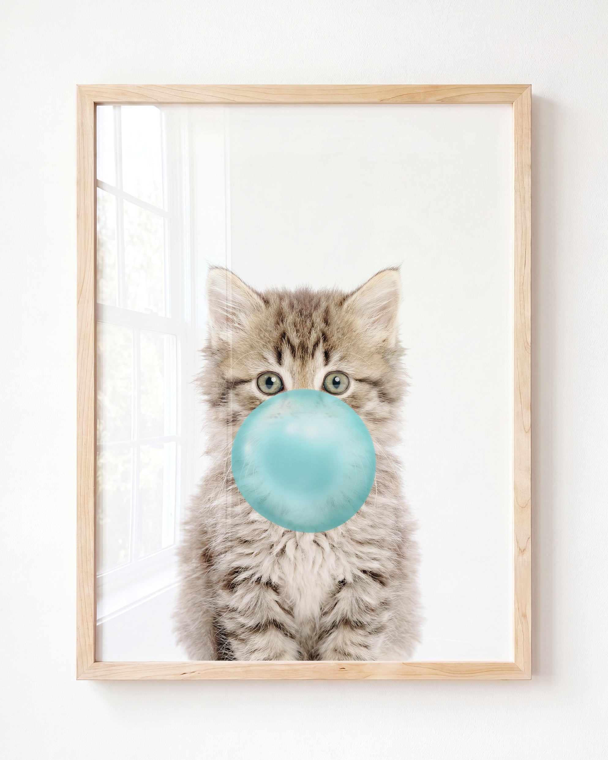 Baby Kitten