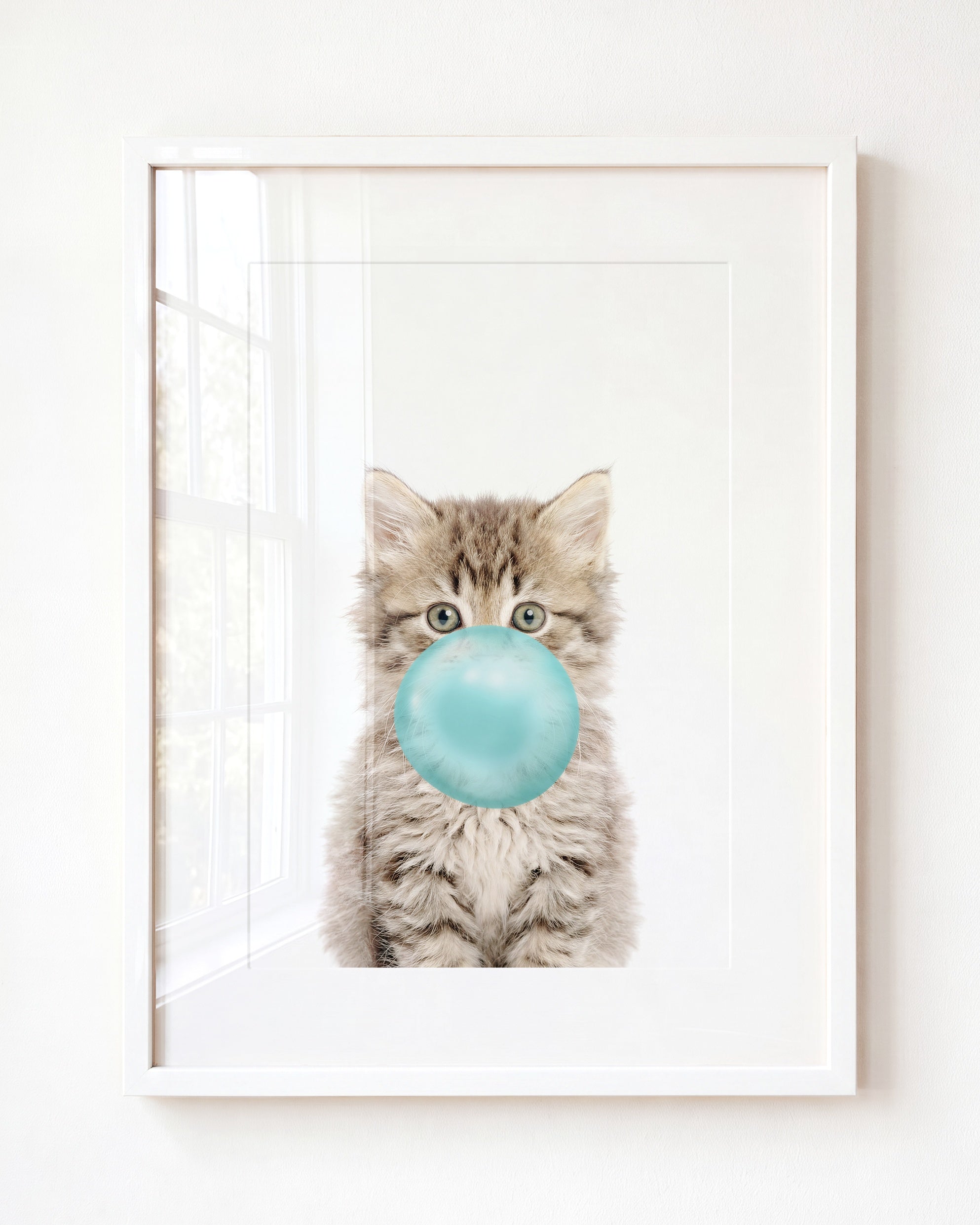 Baby Kitten