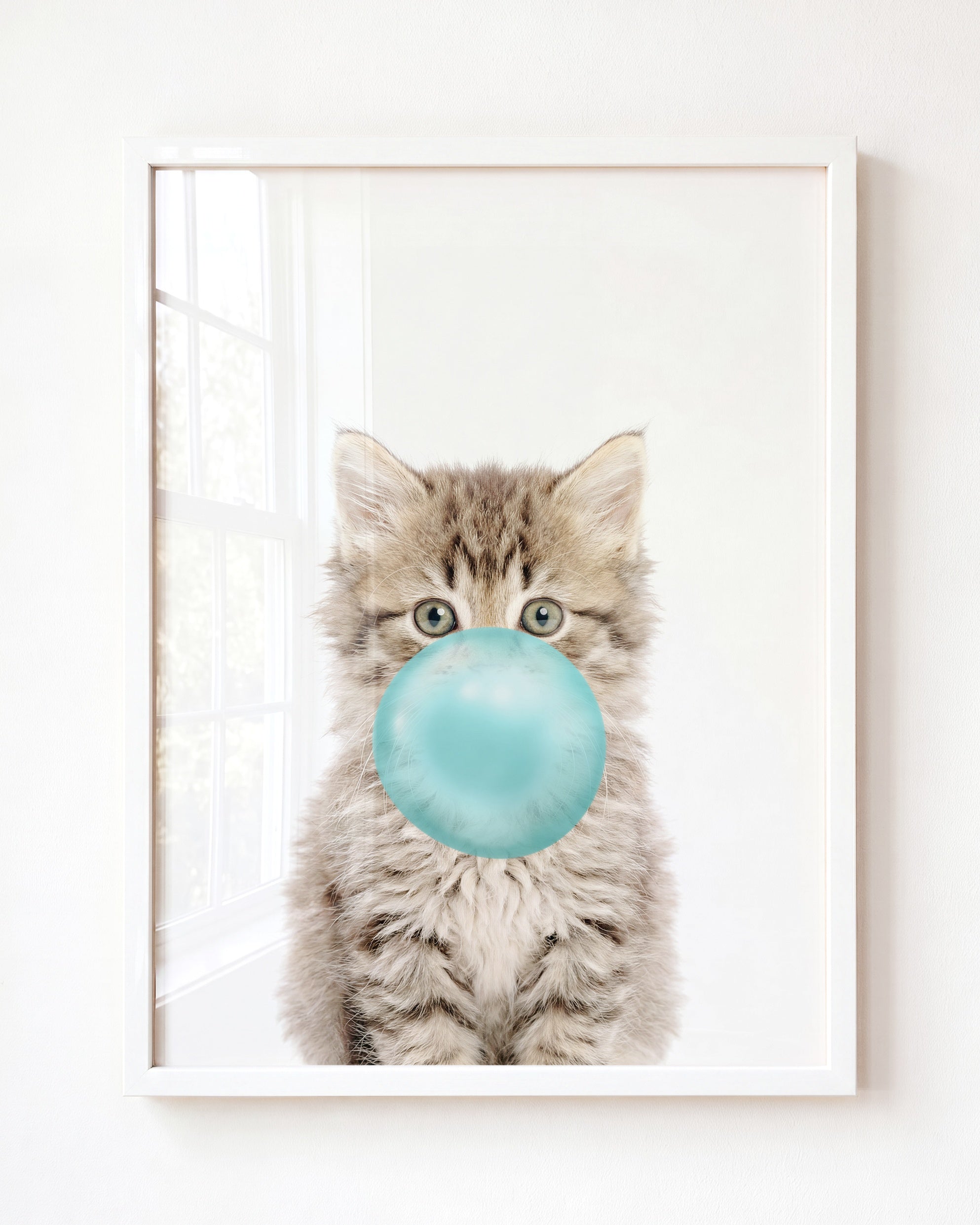 Baby Kitten