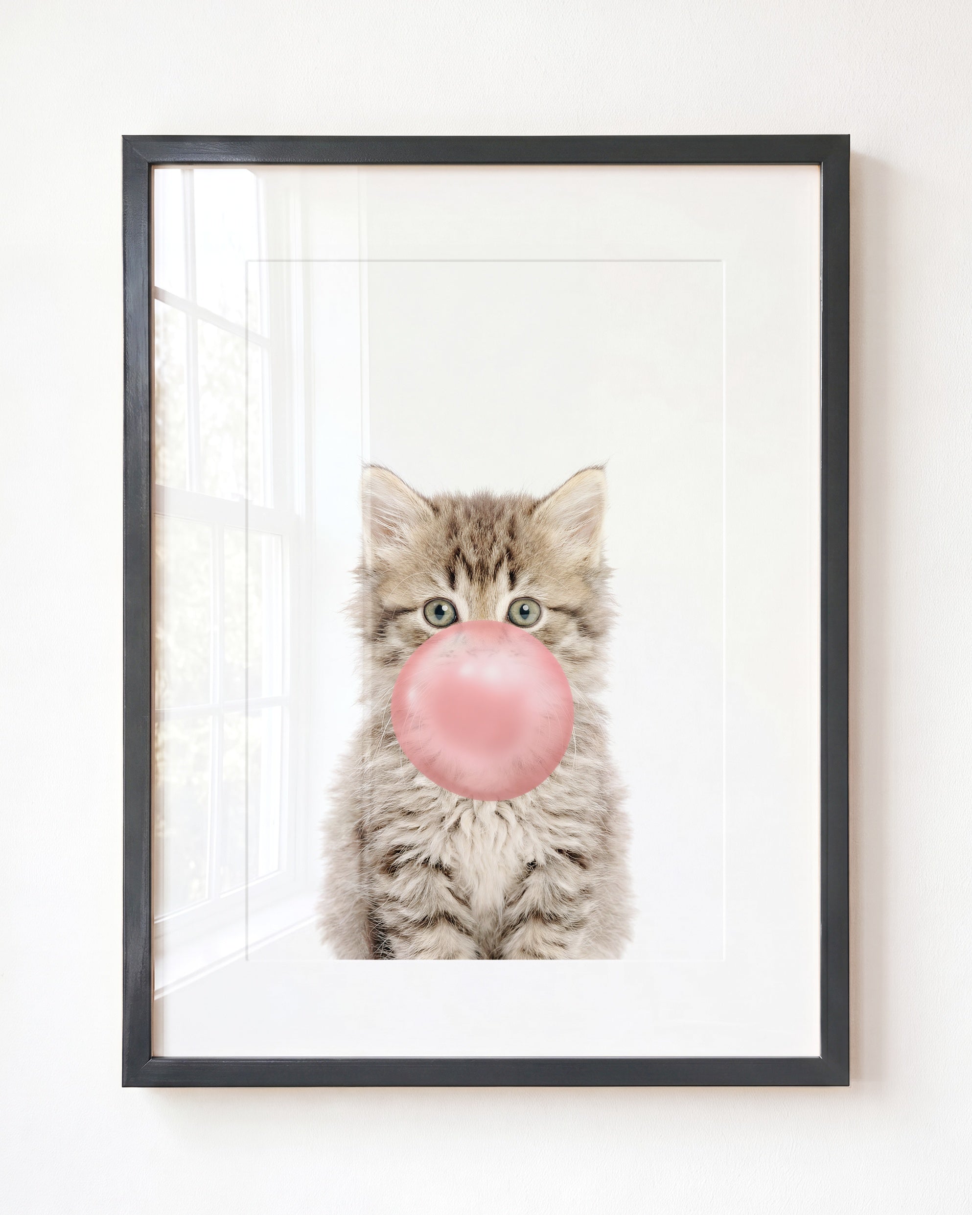 Baby Kitten