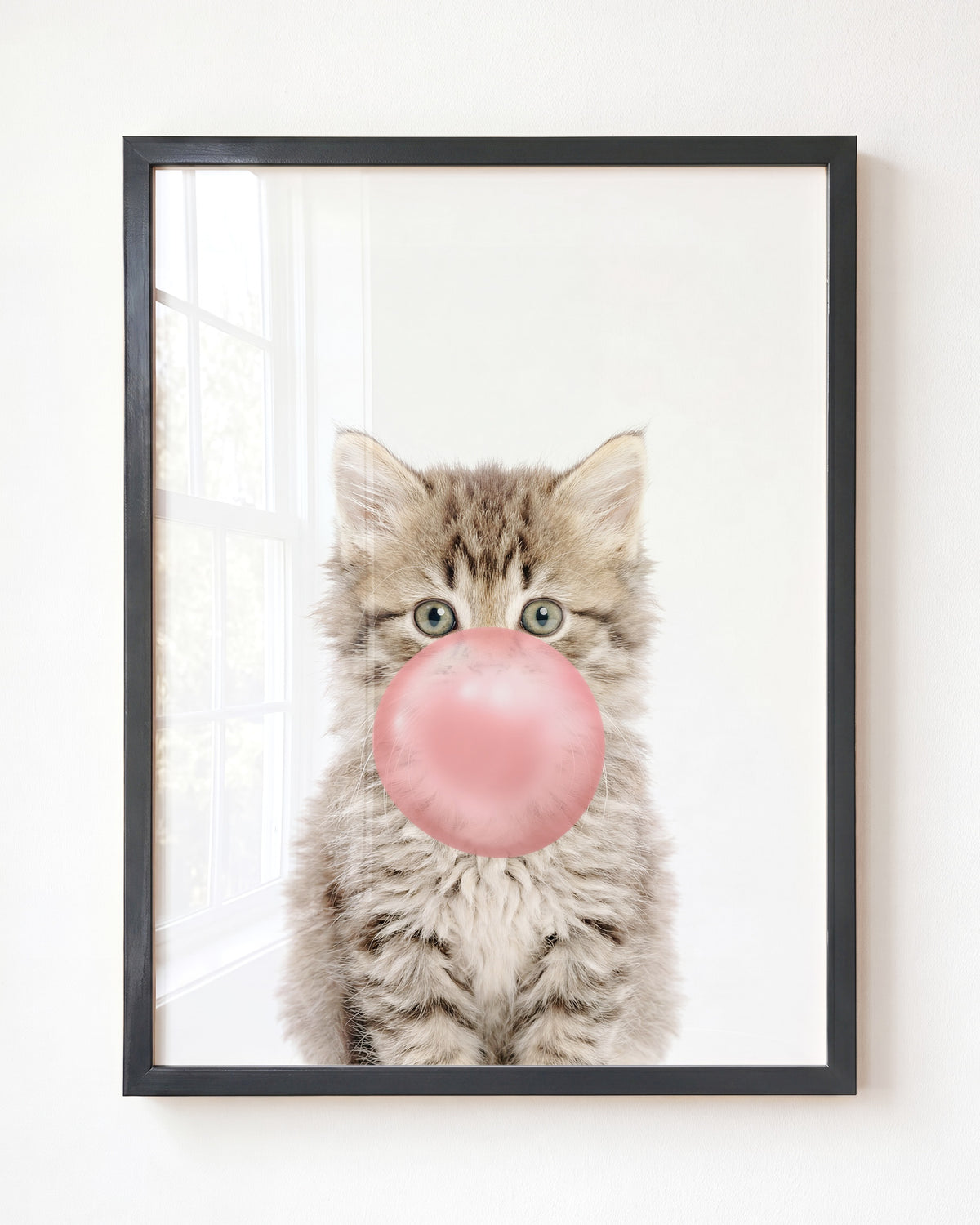 Baby Kitten