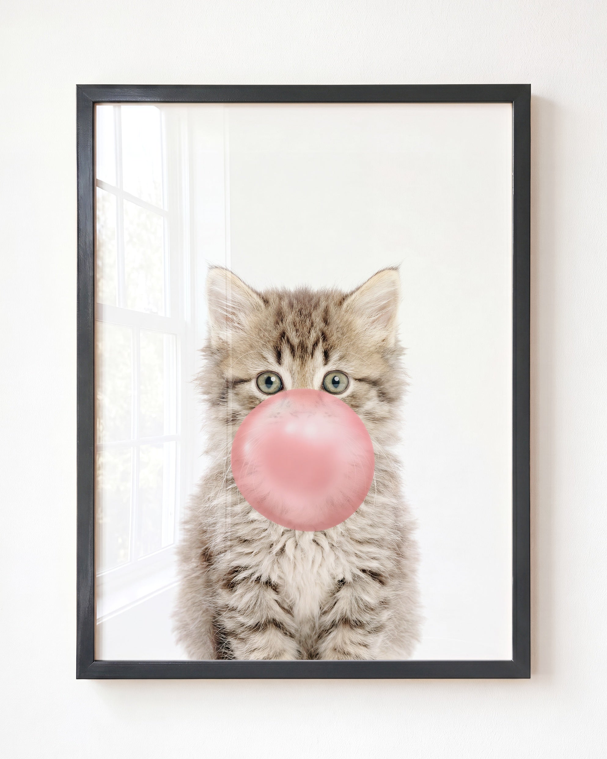 Baby Kitten