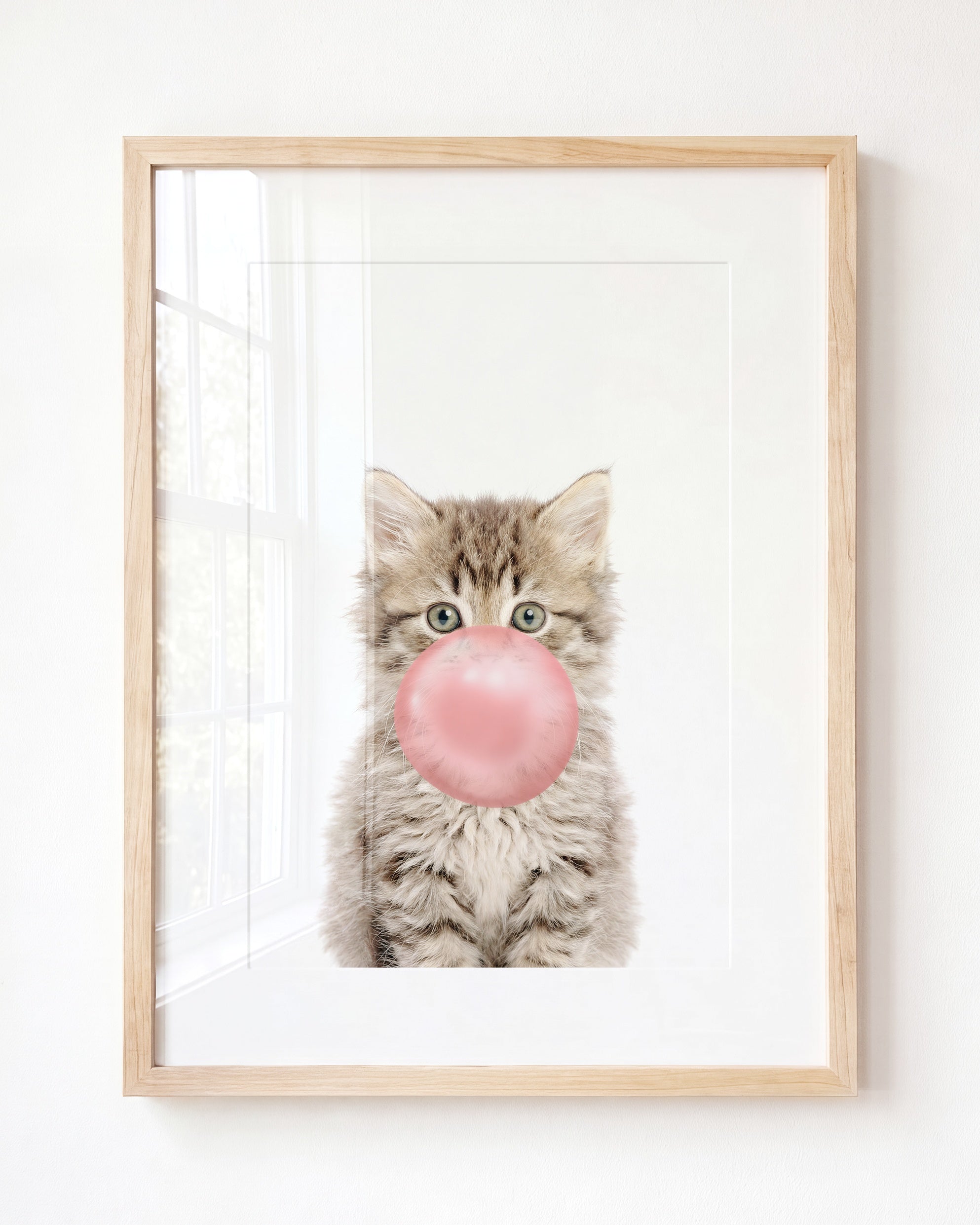 Baby Kitten