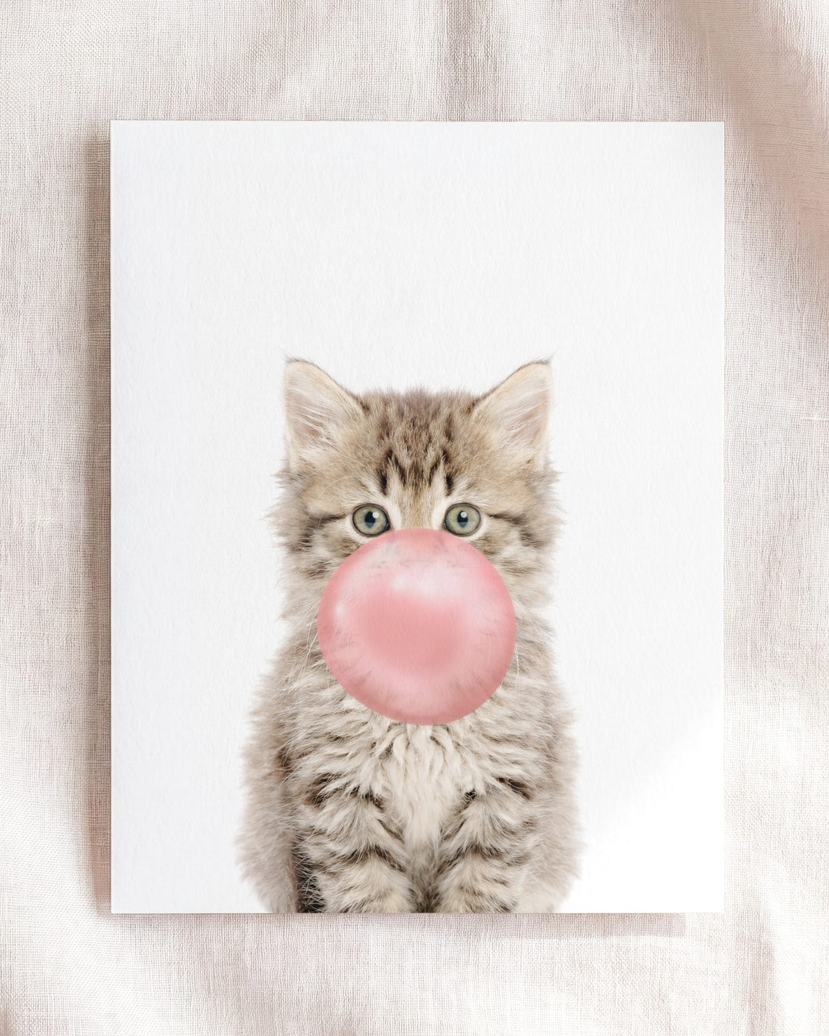 Baby Kitten