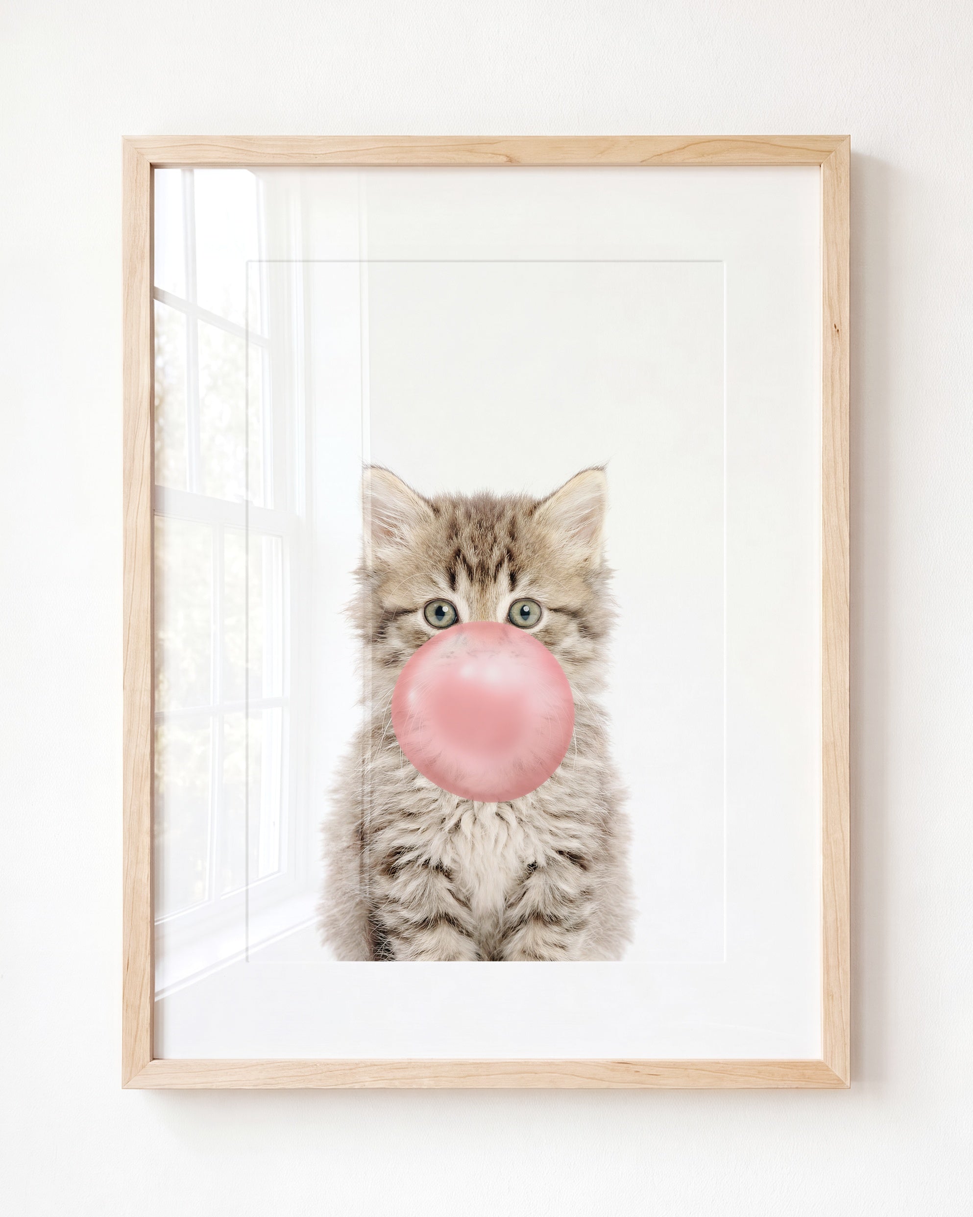 Baby Kitten