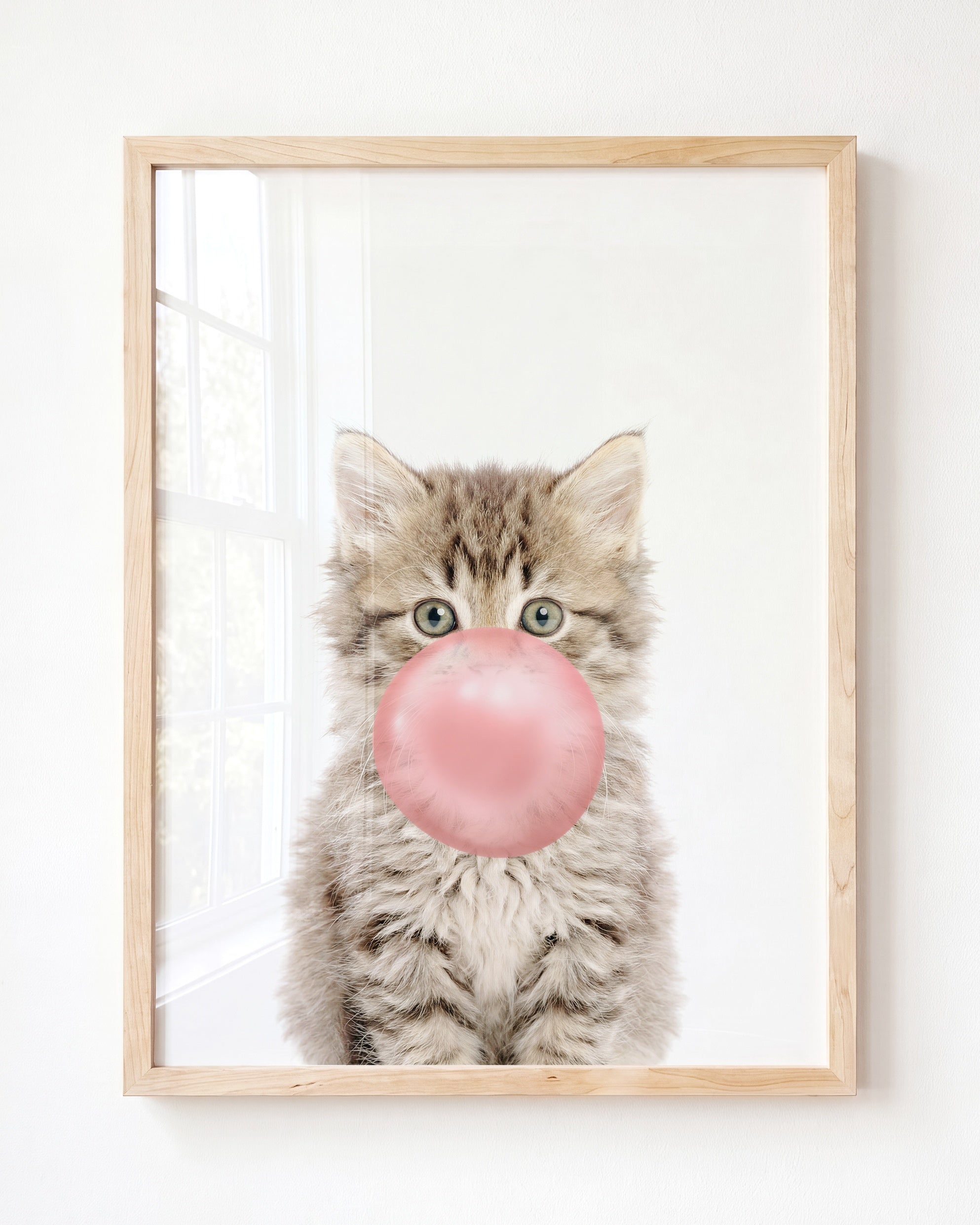 Baby Kitten