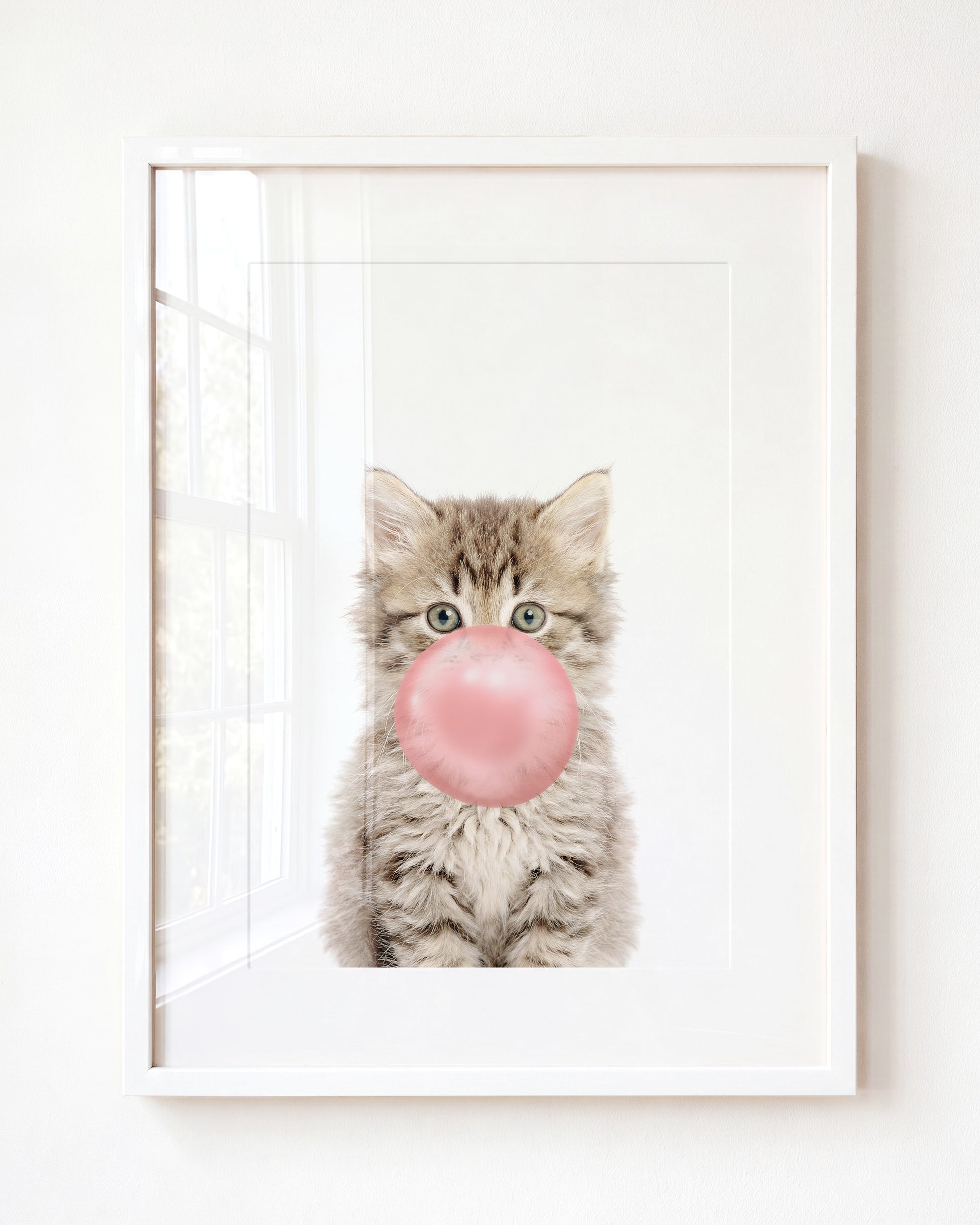 Baby Kitten