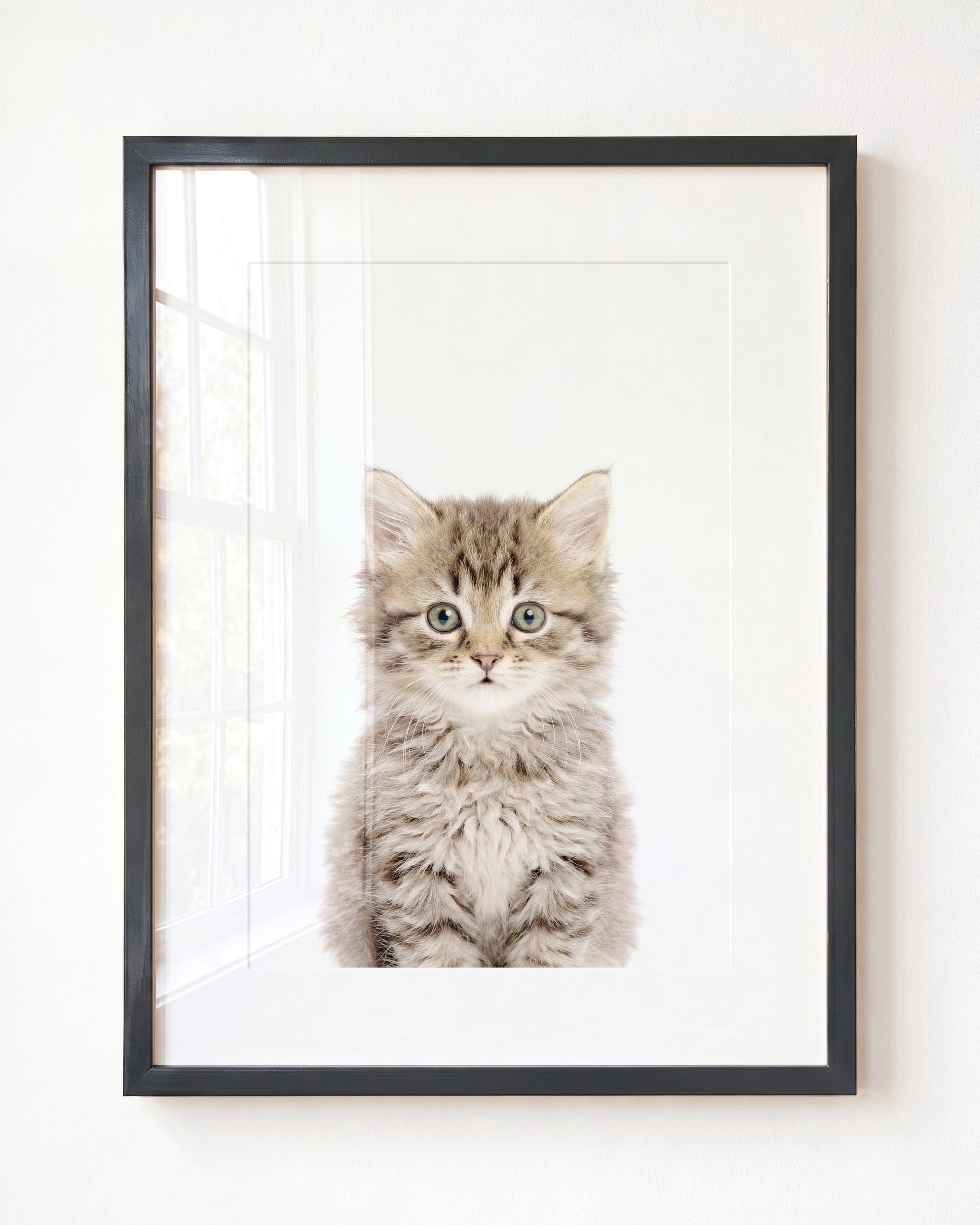 Baby Kitten