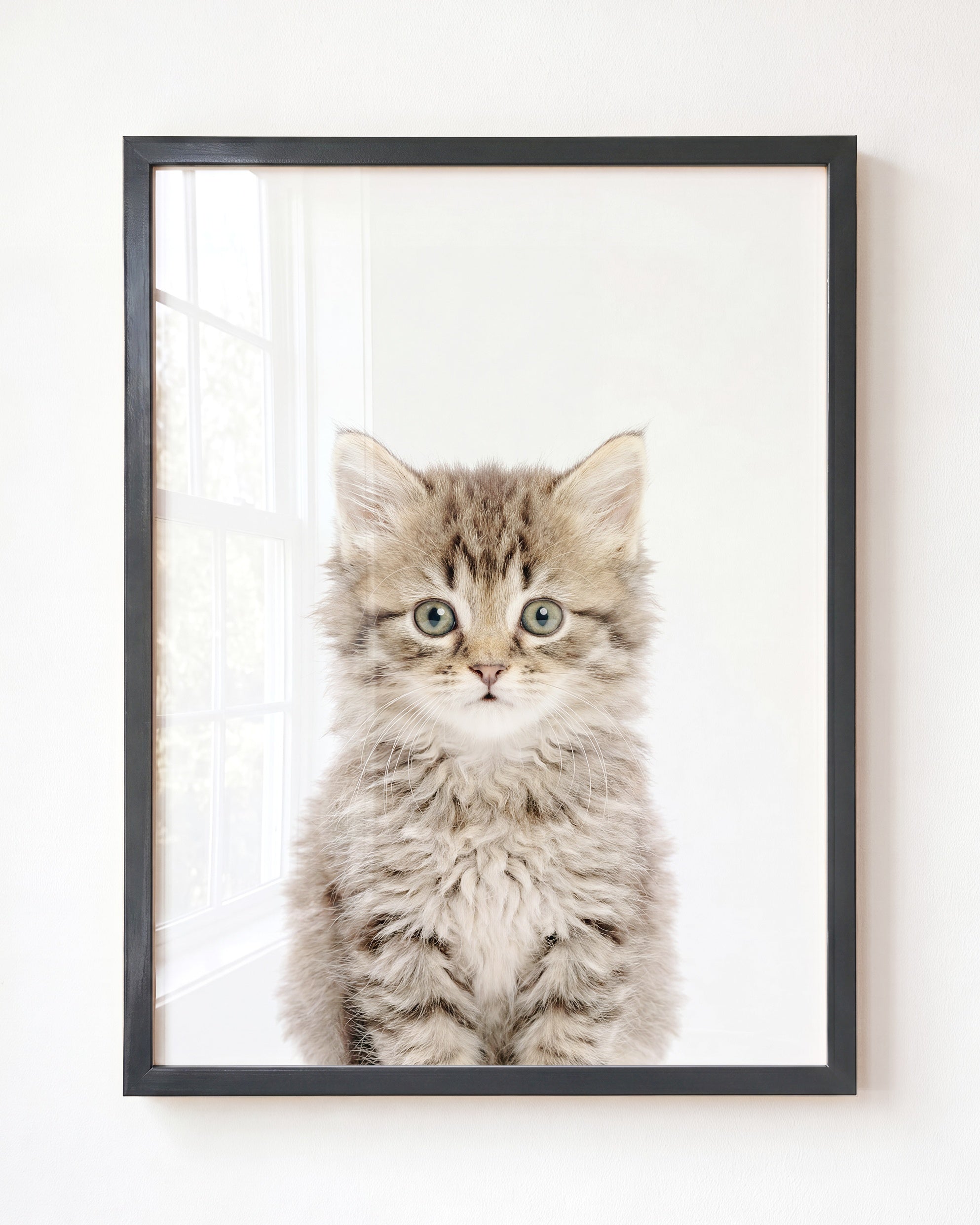 Baby Kitten