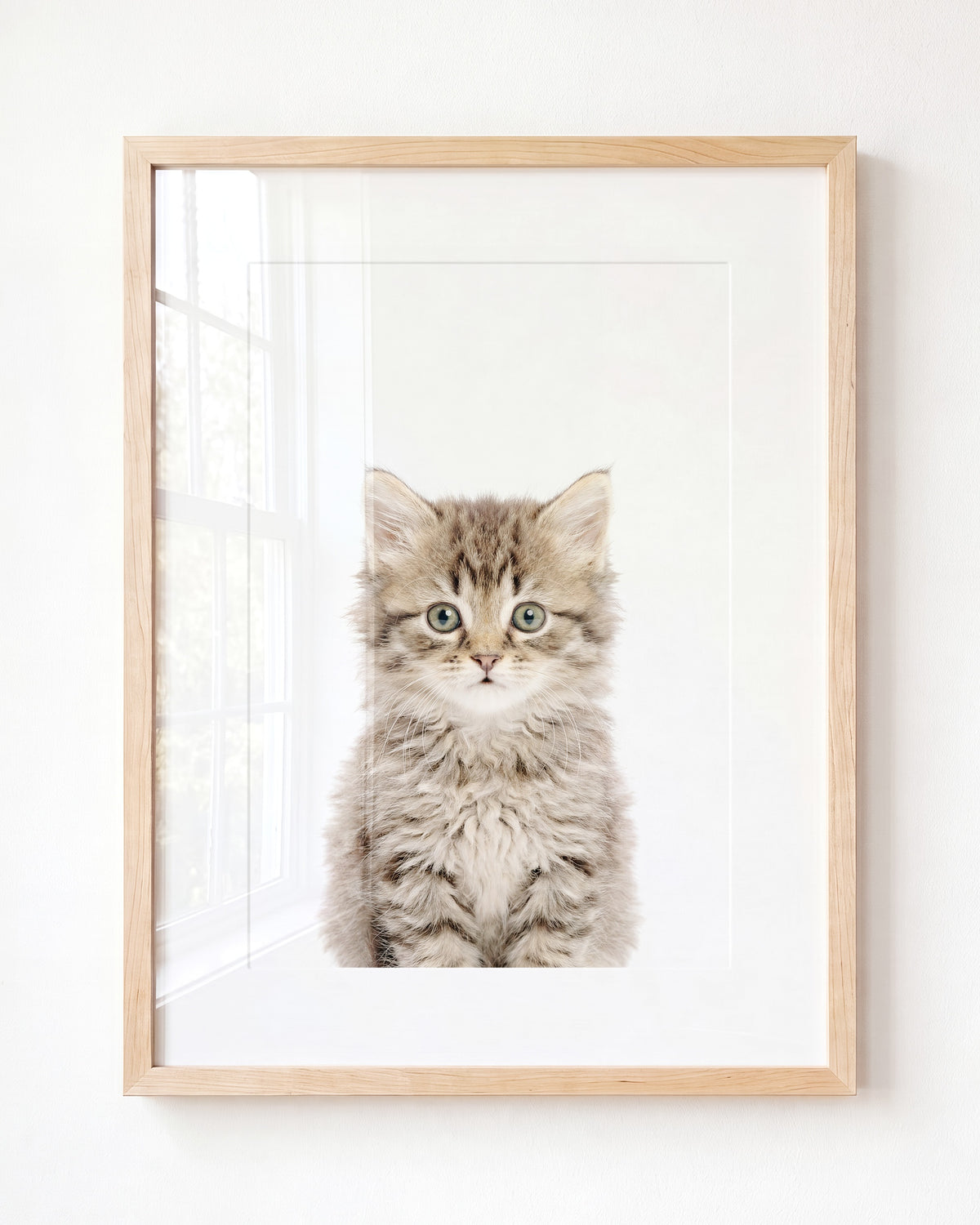 Baby Kitten