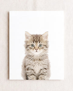 Baby Kitten