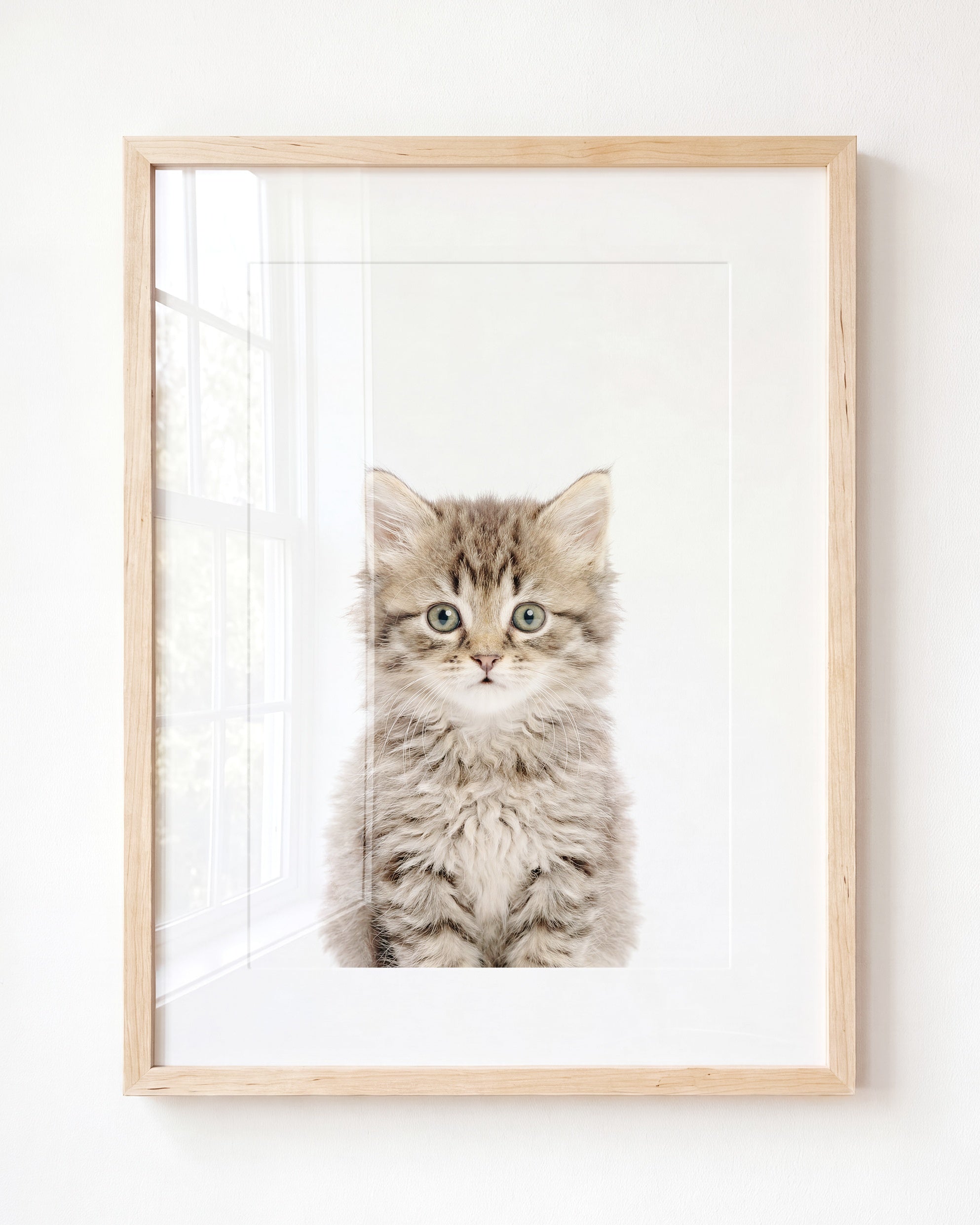 Baby Kitten
