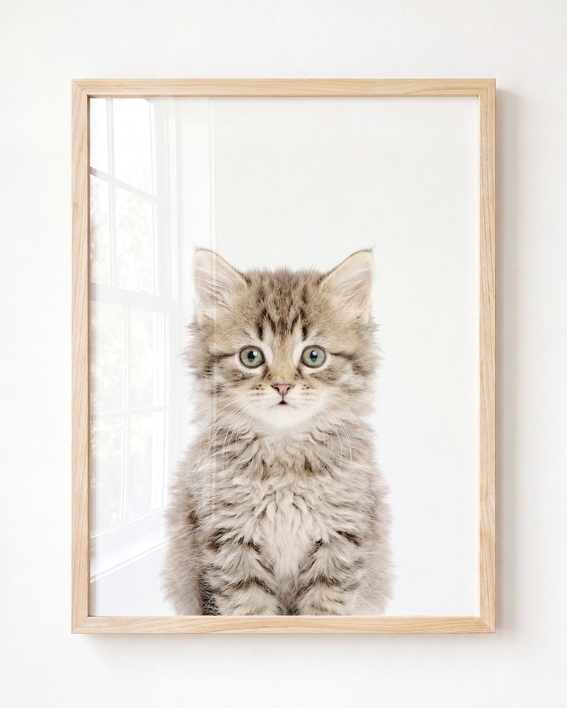 Baby Kitten