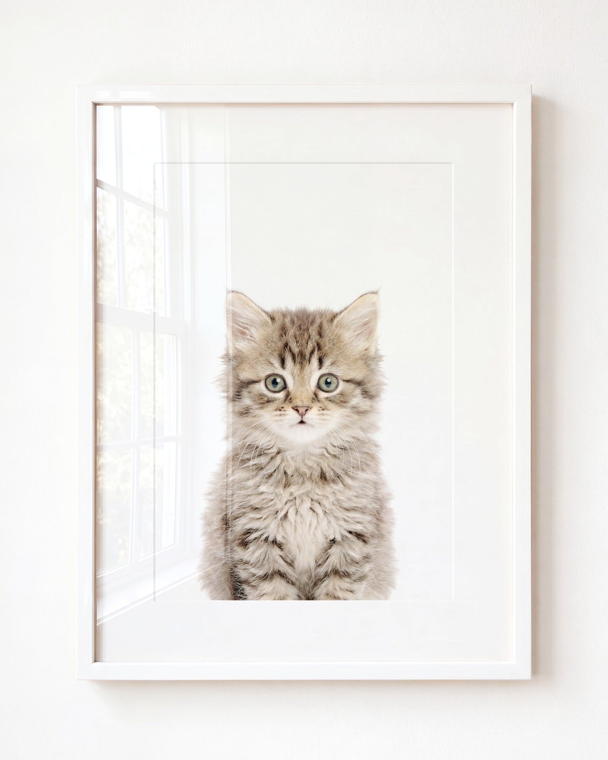 Baby Kitten