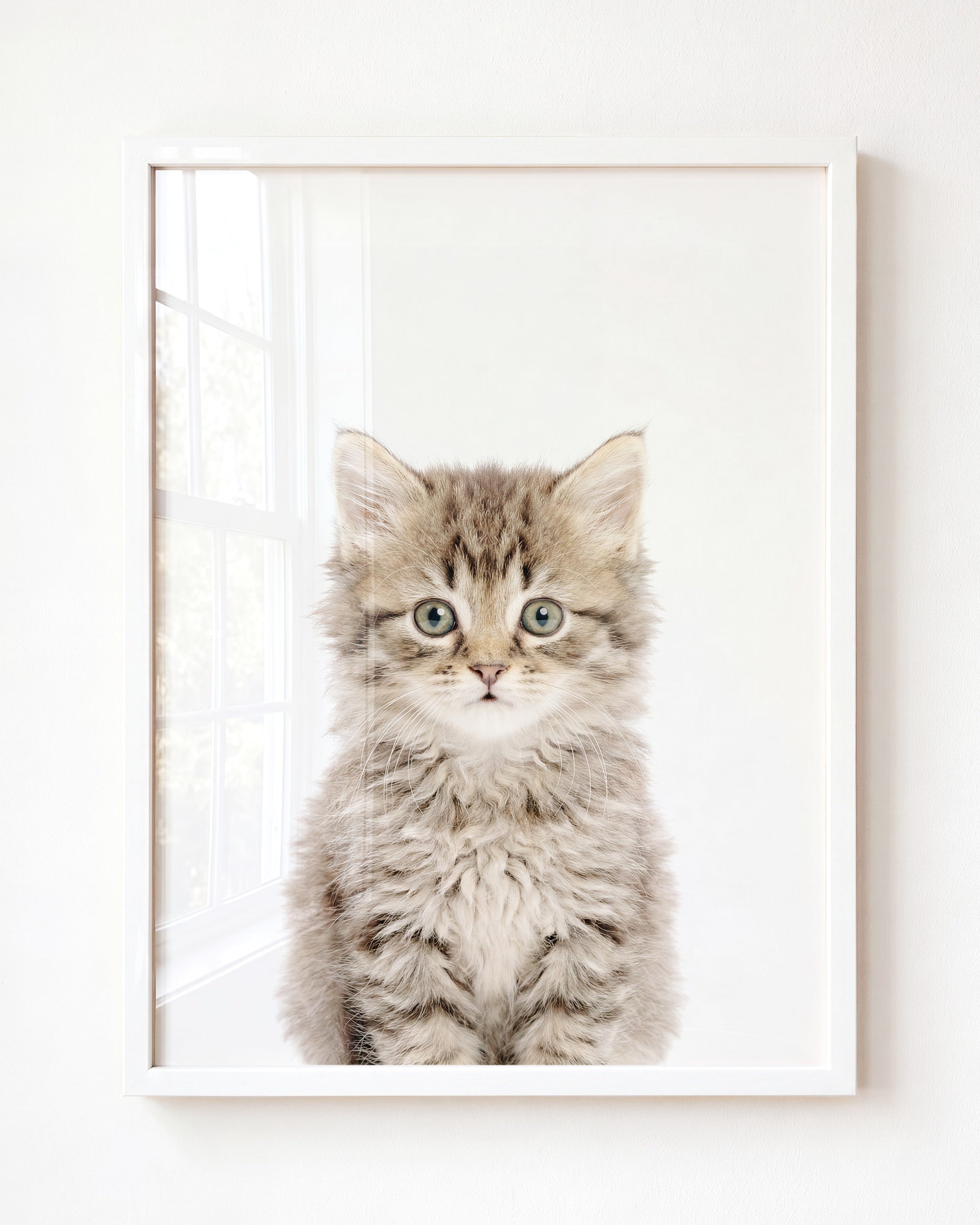 Baby Kitten