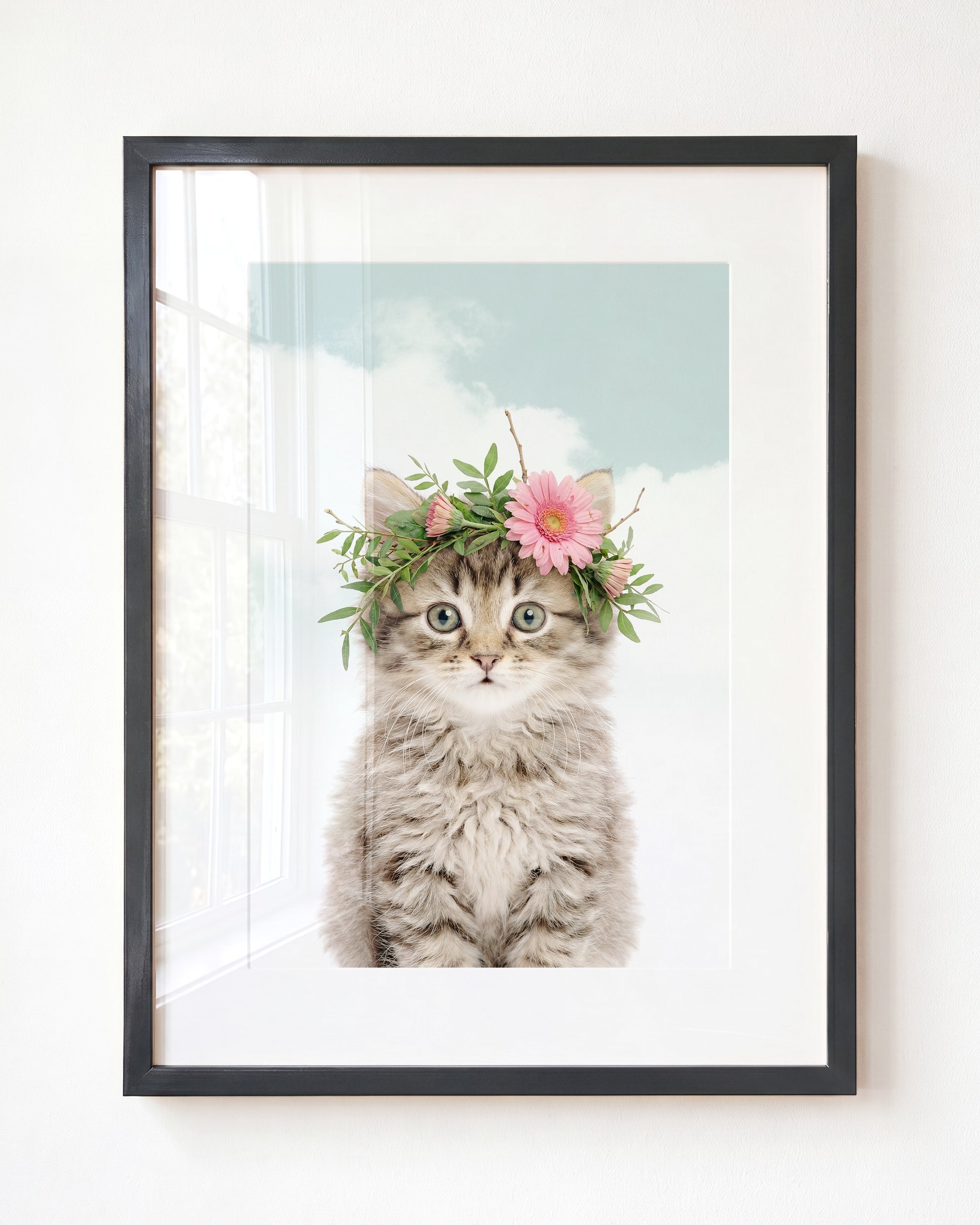 Baby Kitten