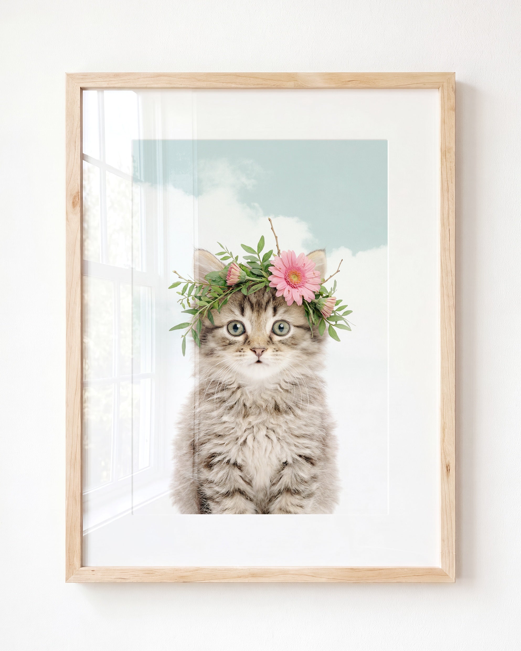 Baby Kitten