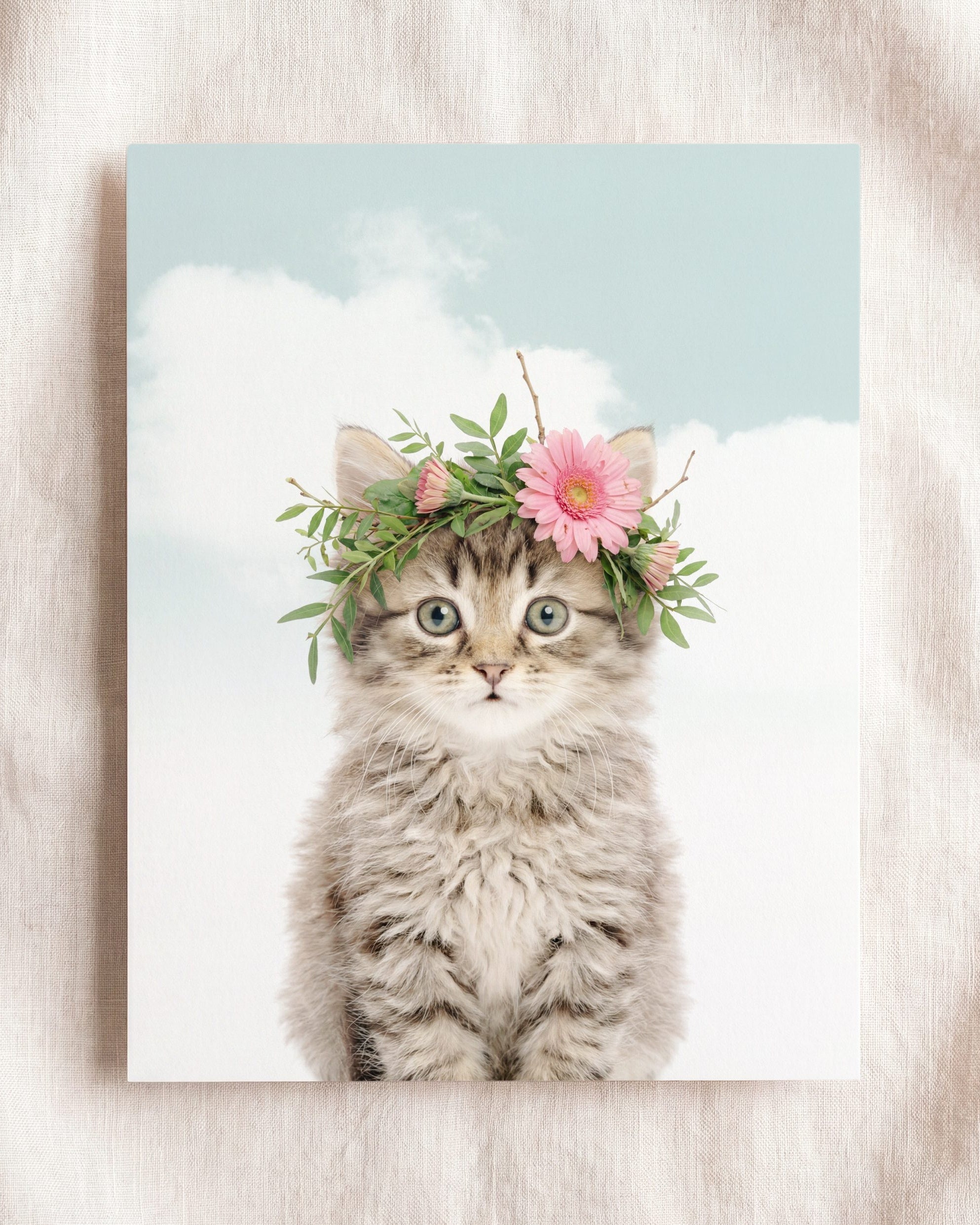 Baby Kitten