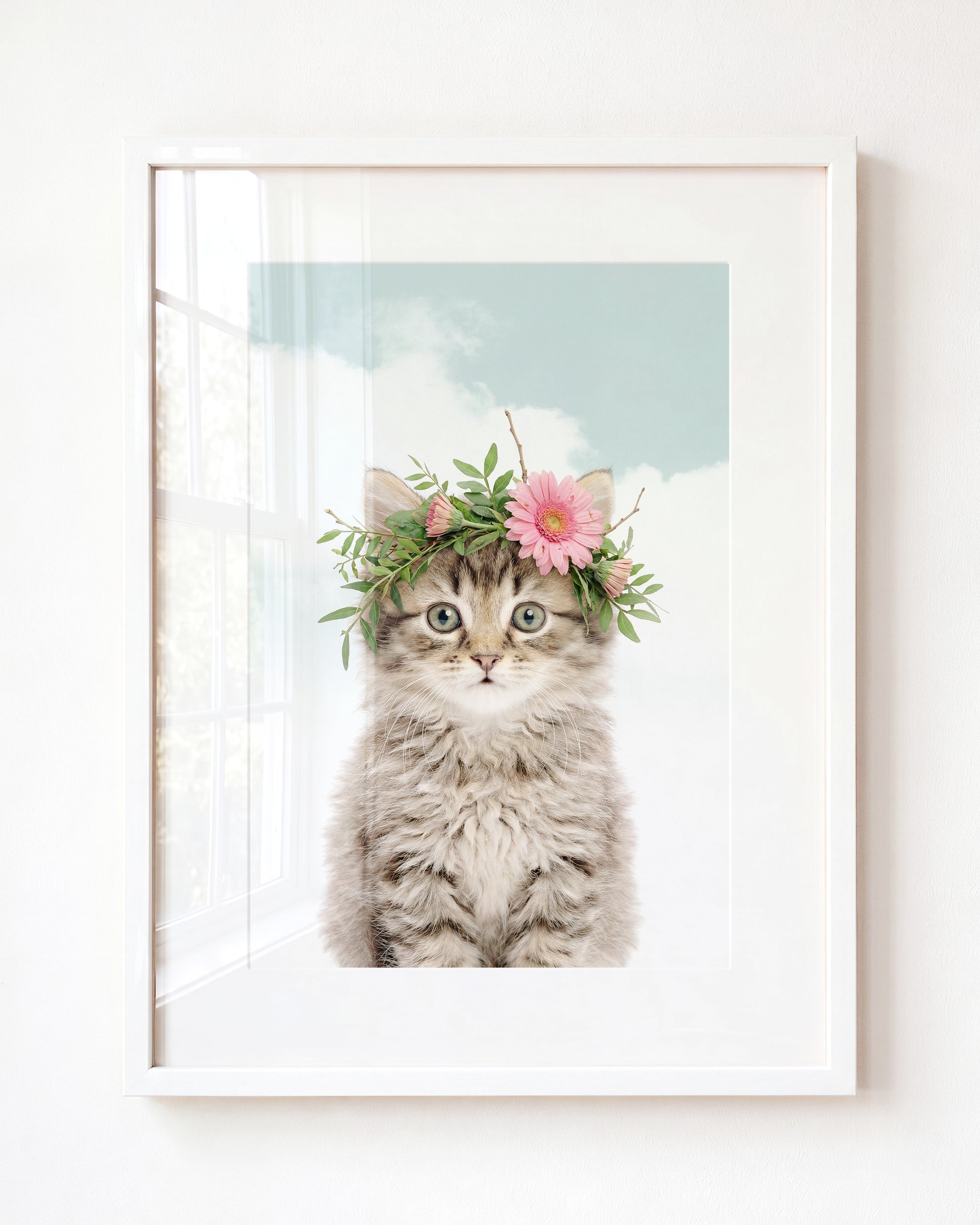 Baby Kitten