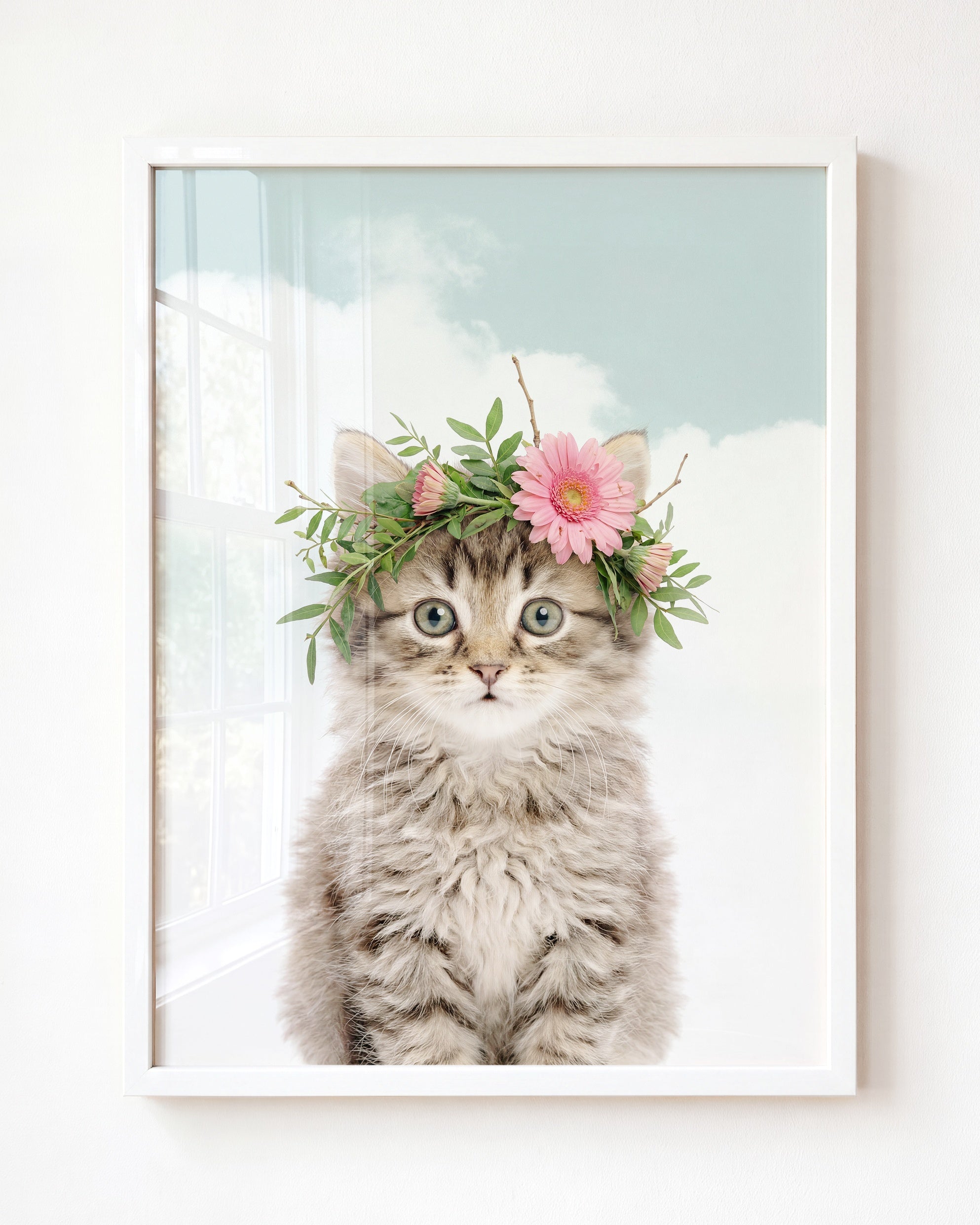 Baby Kitten